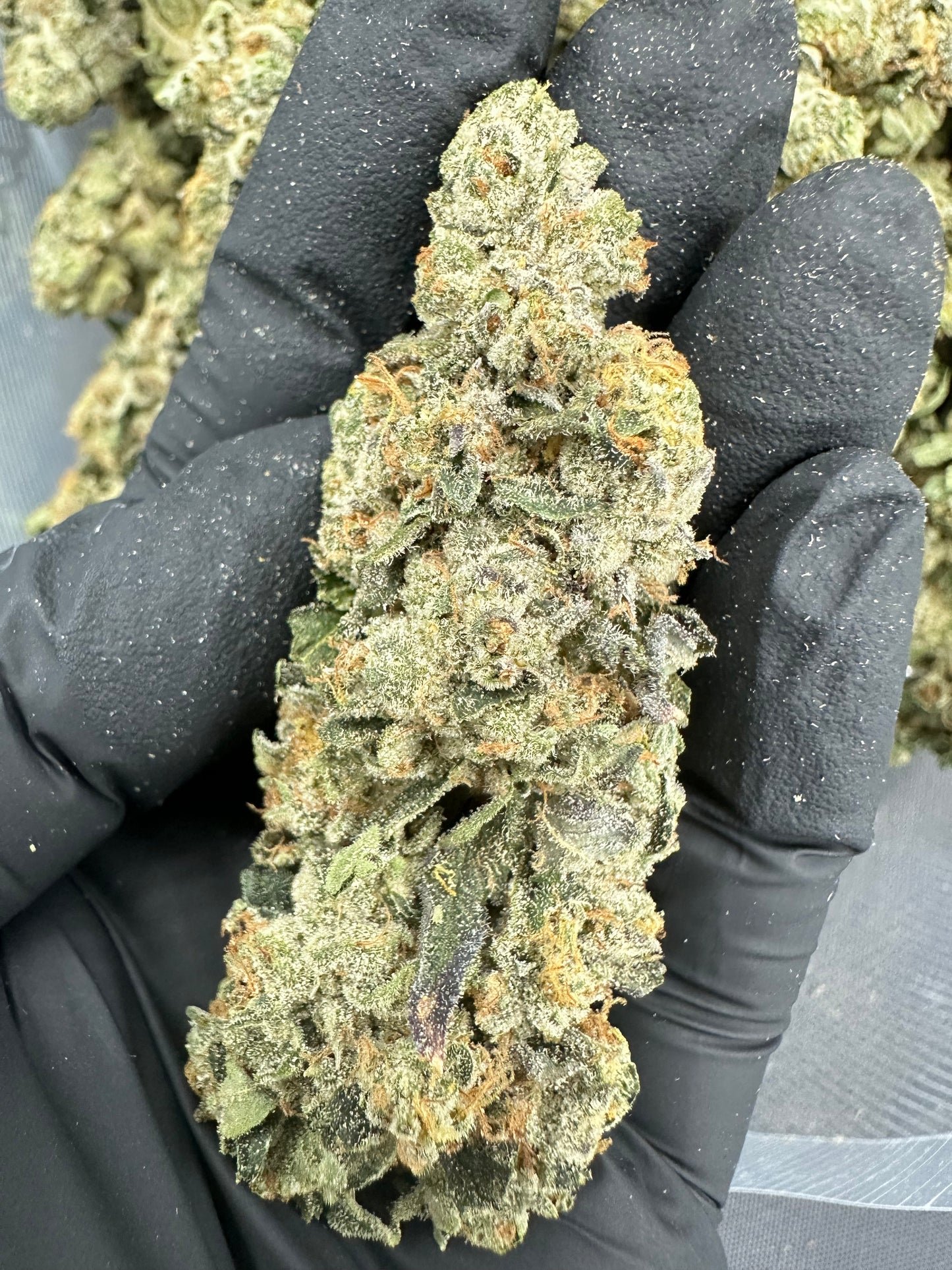 Triangle Kush Cake THCA Flower (Premium)