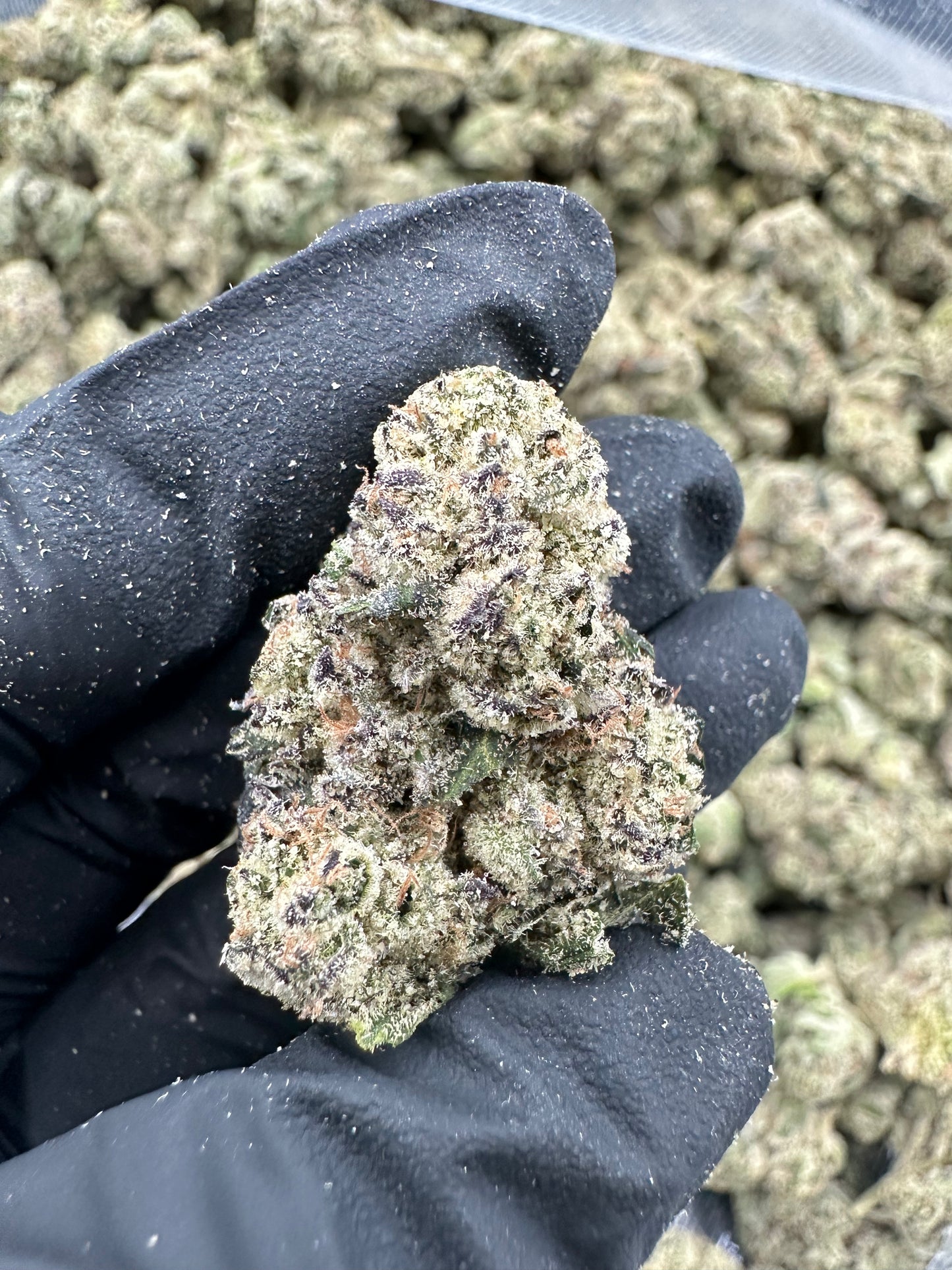 Blueberry THCA Flower (Exotic)