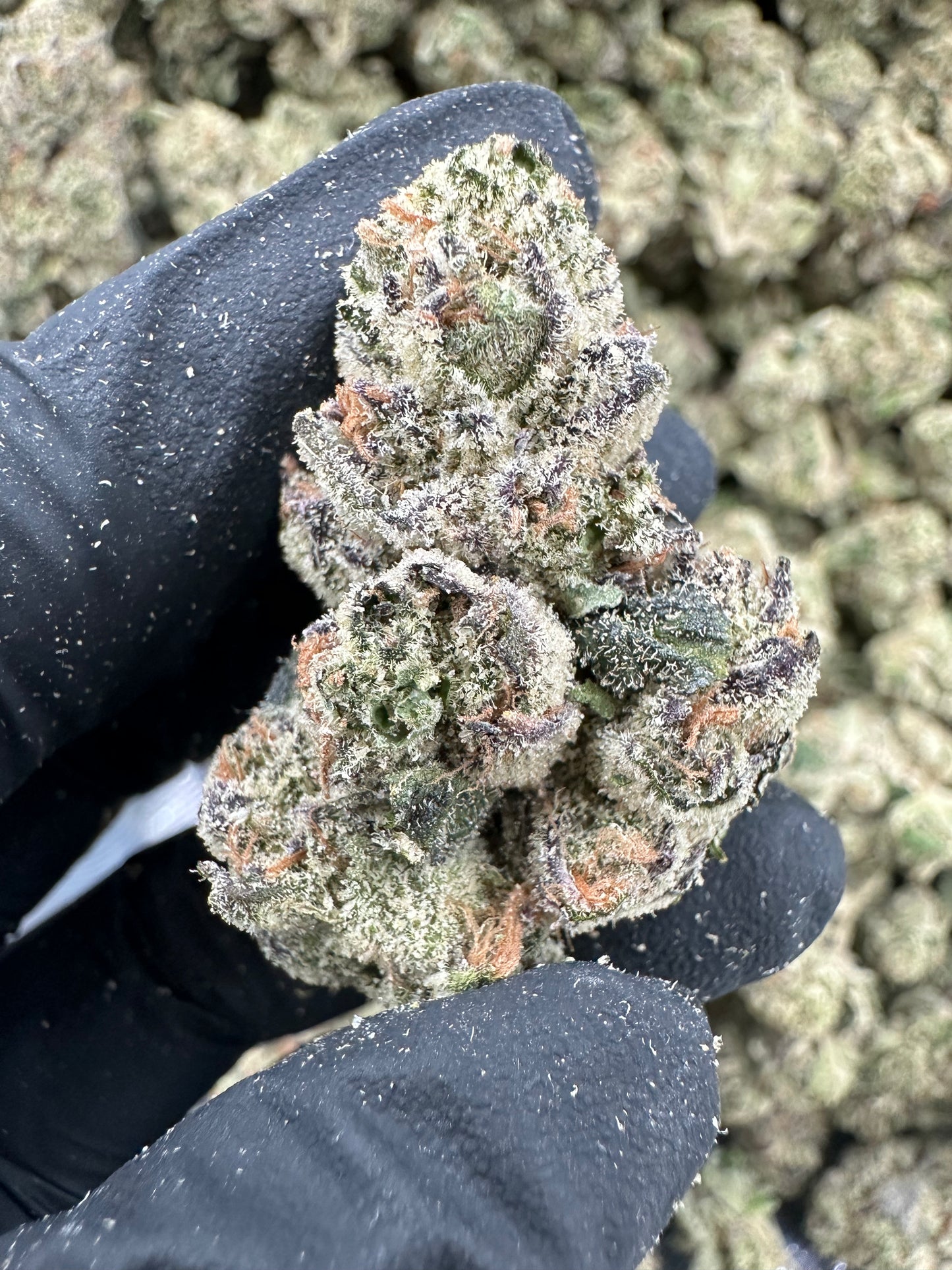 Blueberry THCA Flower (Exotic)