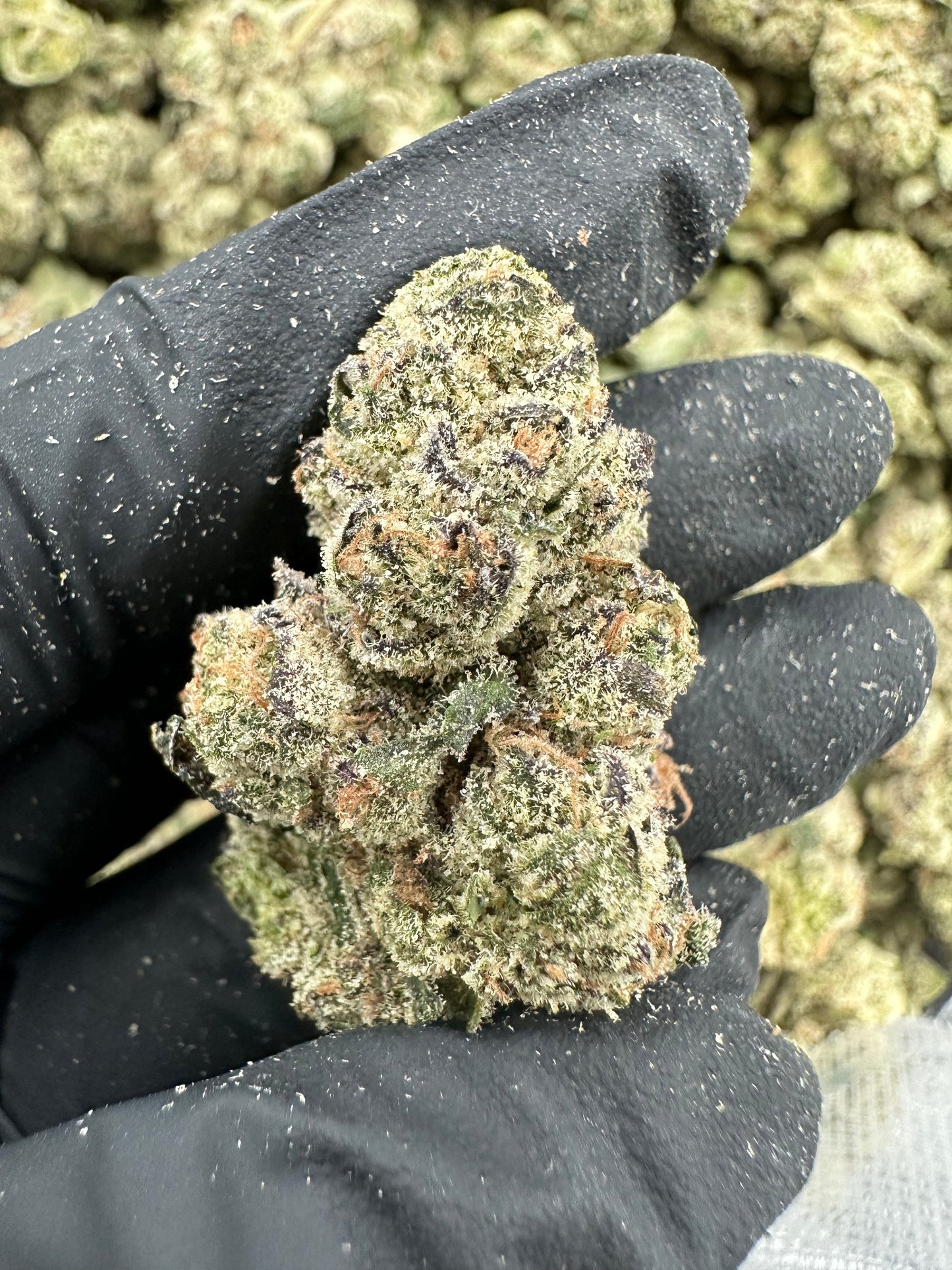 Blueberry THCA Flower (Exotic)