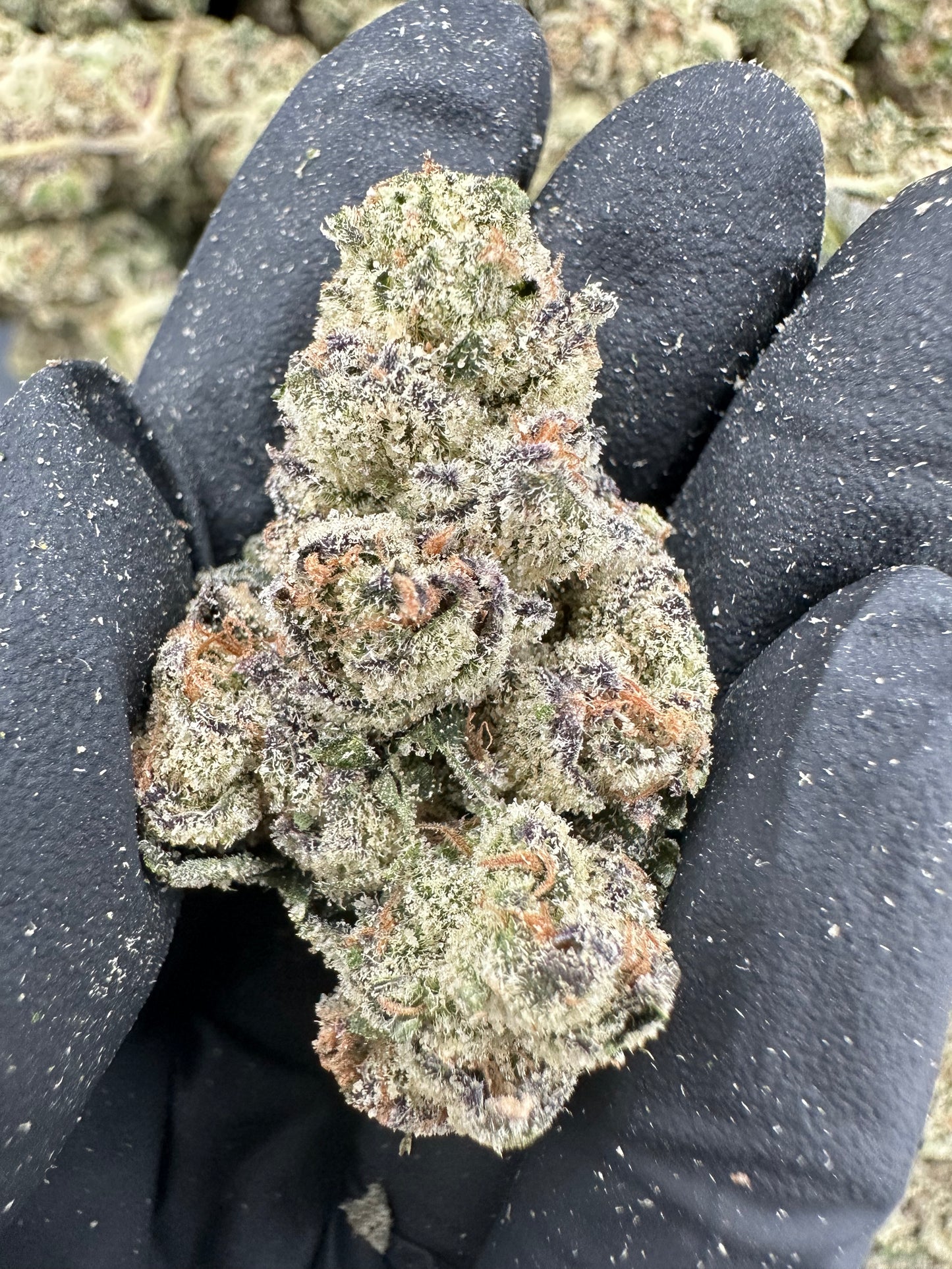 Blueberry THCA Flower (Exotic)