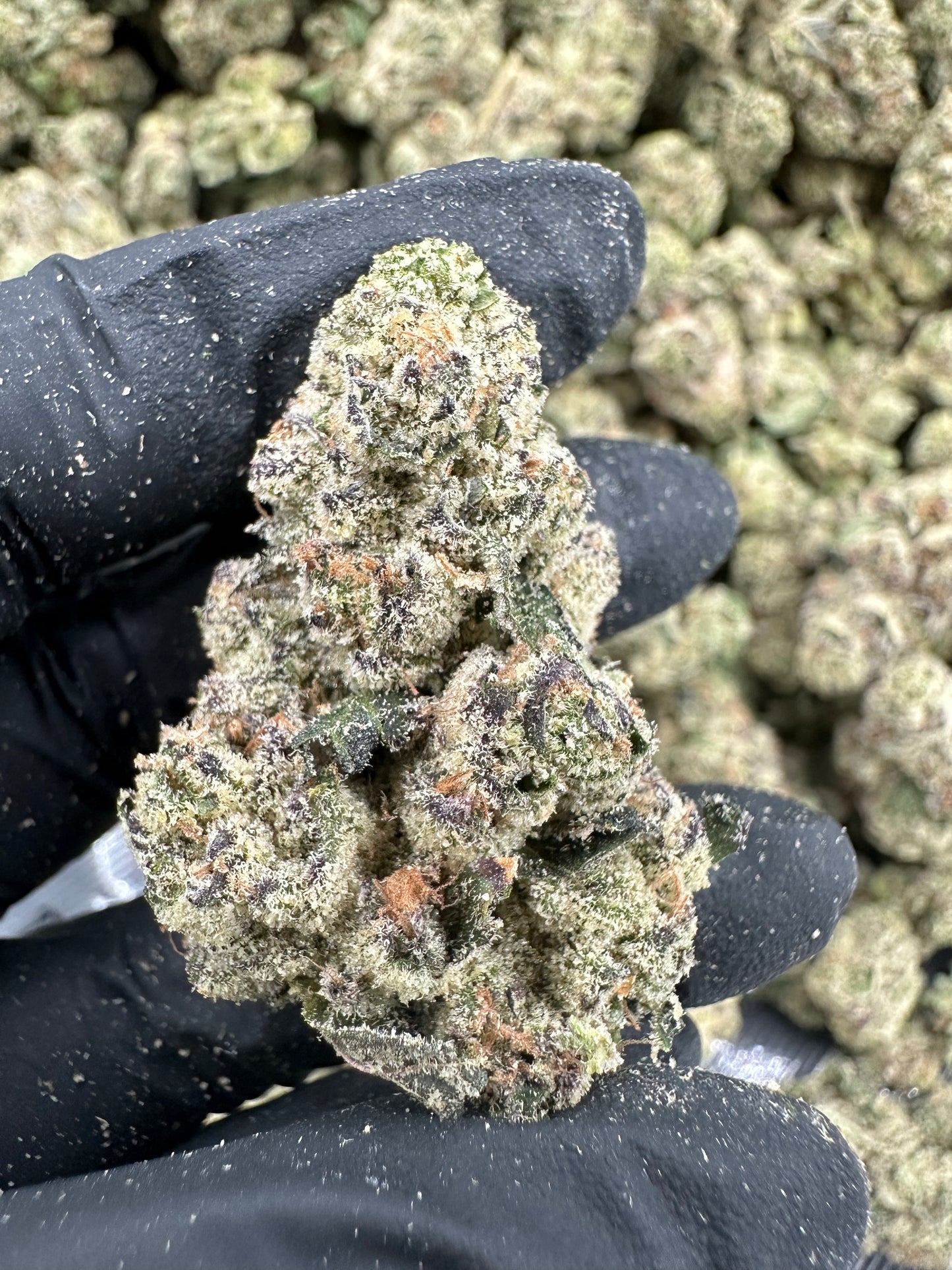 Blueberry THCA Flower (Exotic)