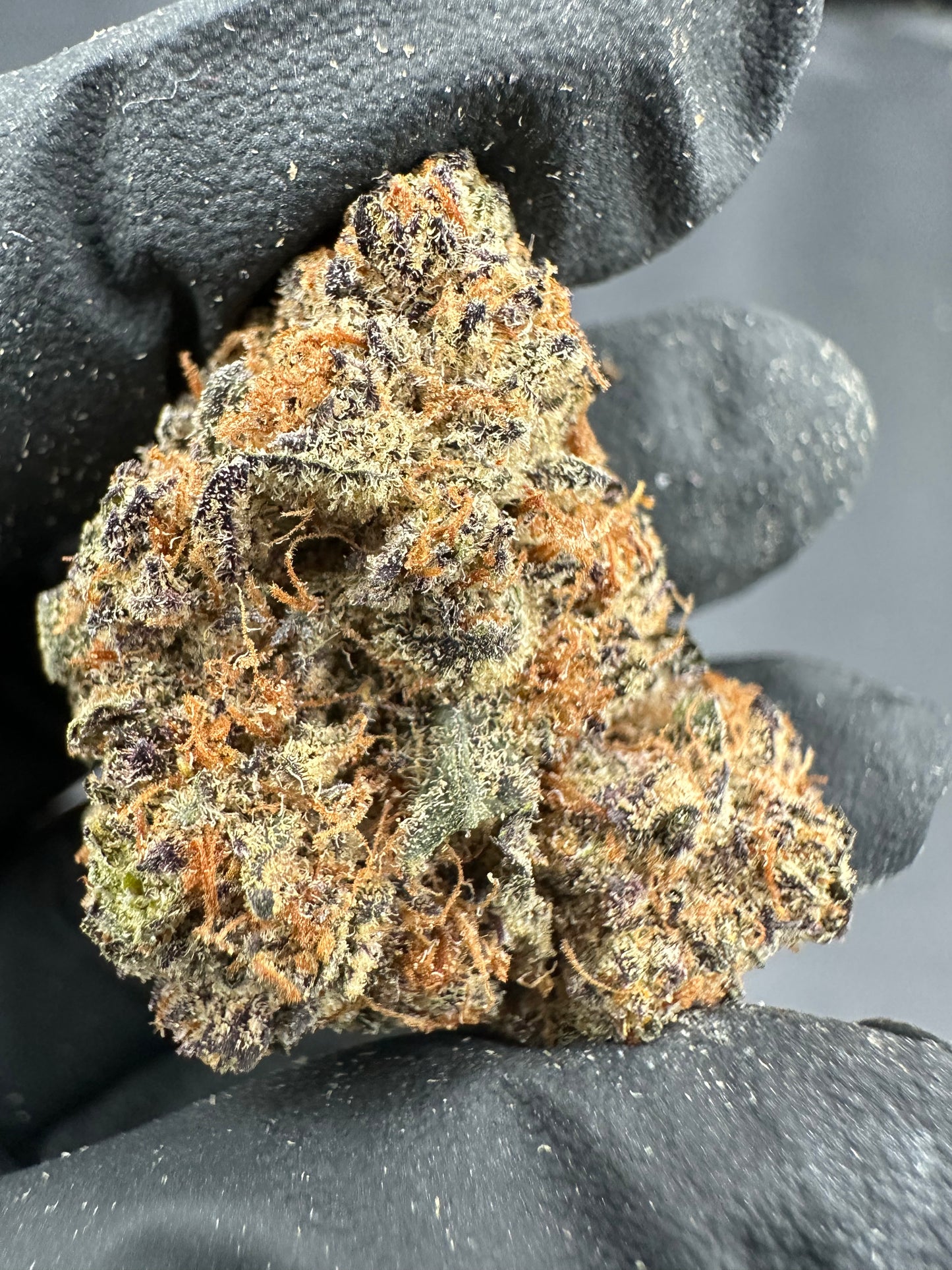 Animal Cookies THCA Flower (Premium)