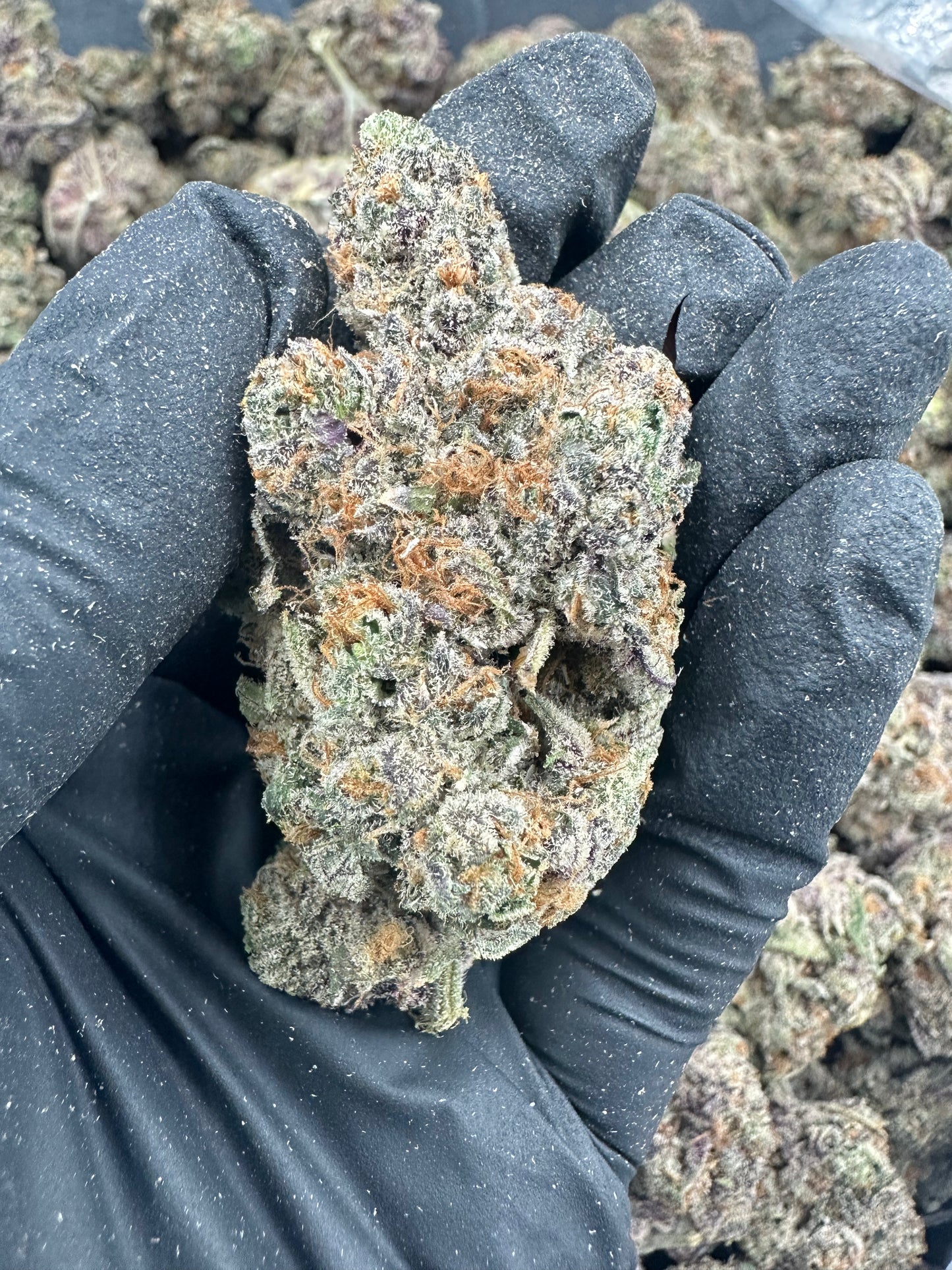 Watermelon Zkittlez THCA Flower (Exotic)