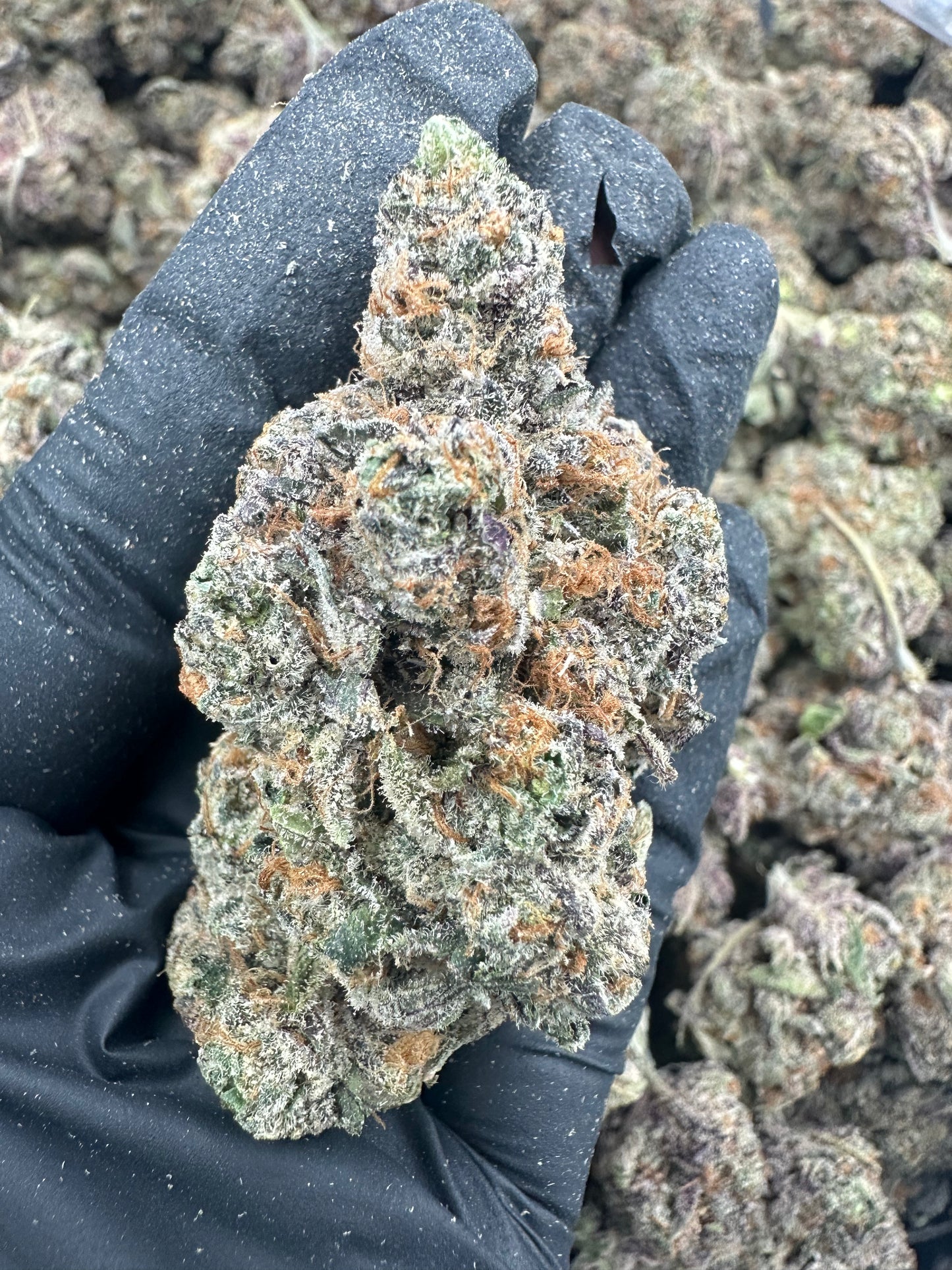 Watermelon Zkittlez THCA Flower (Exotic)