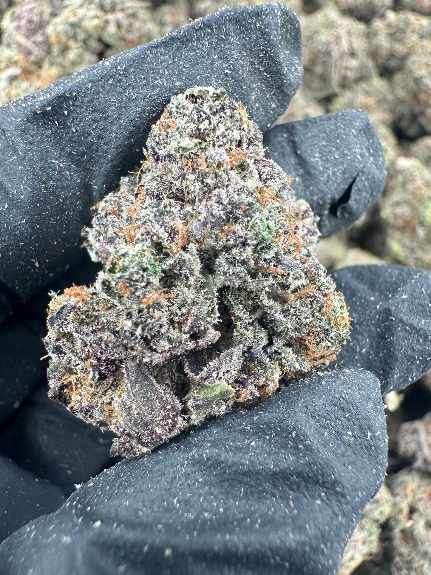 Watermelon Zkittlez THCA Flower (Exotic)
