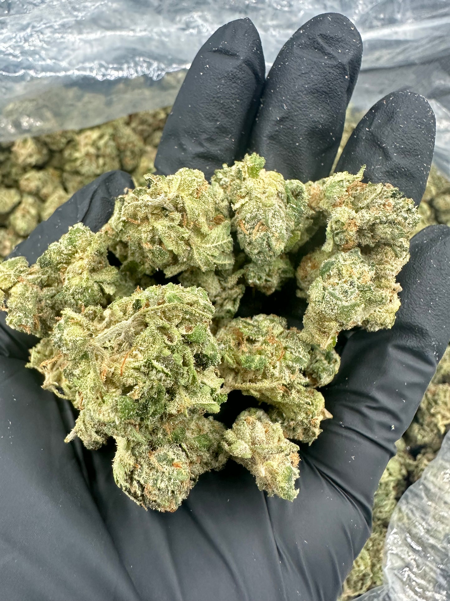 Georgia Pie THCA Flower (Budget)