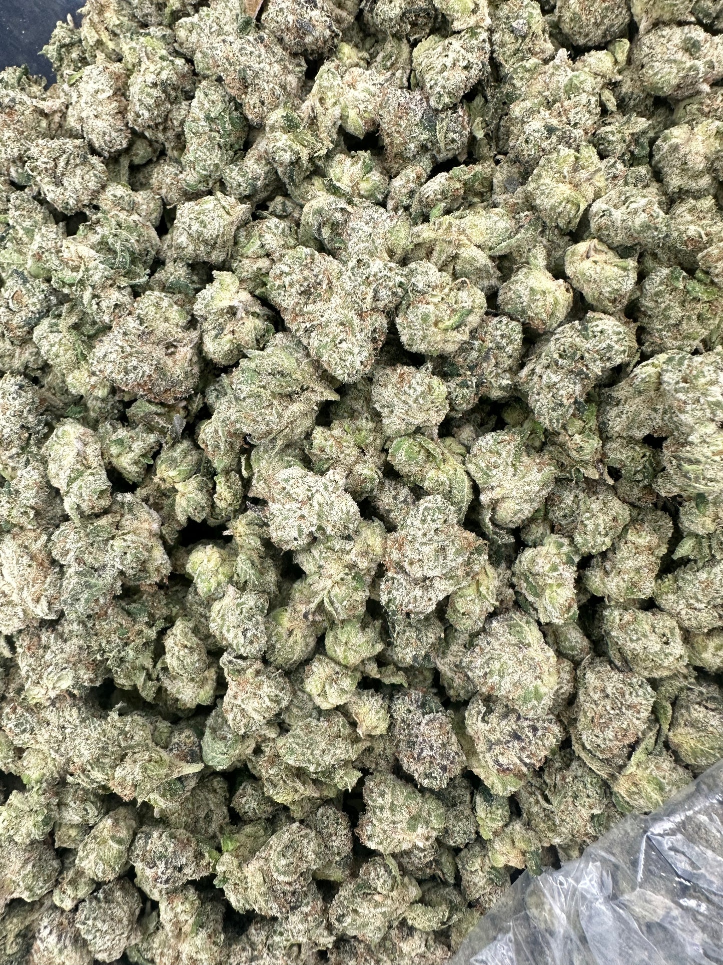 Gelato THCA Flower (Budget)