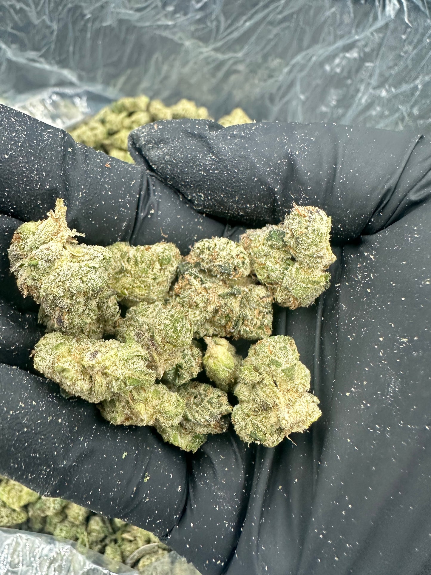 Gelato THCA Flower (Budget)