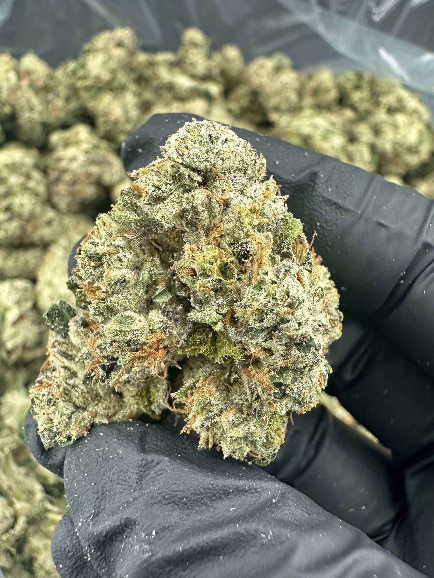 Larry OG THCA Flower (Exotic)