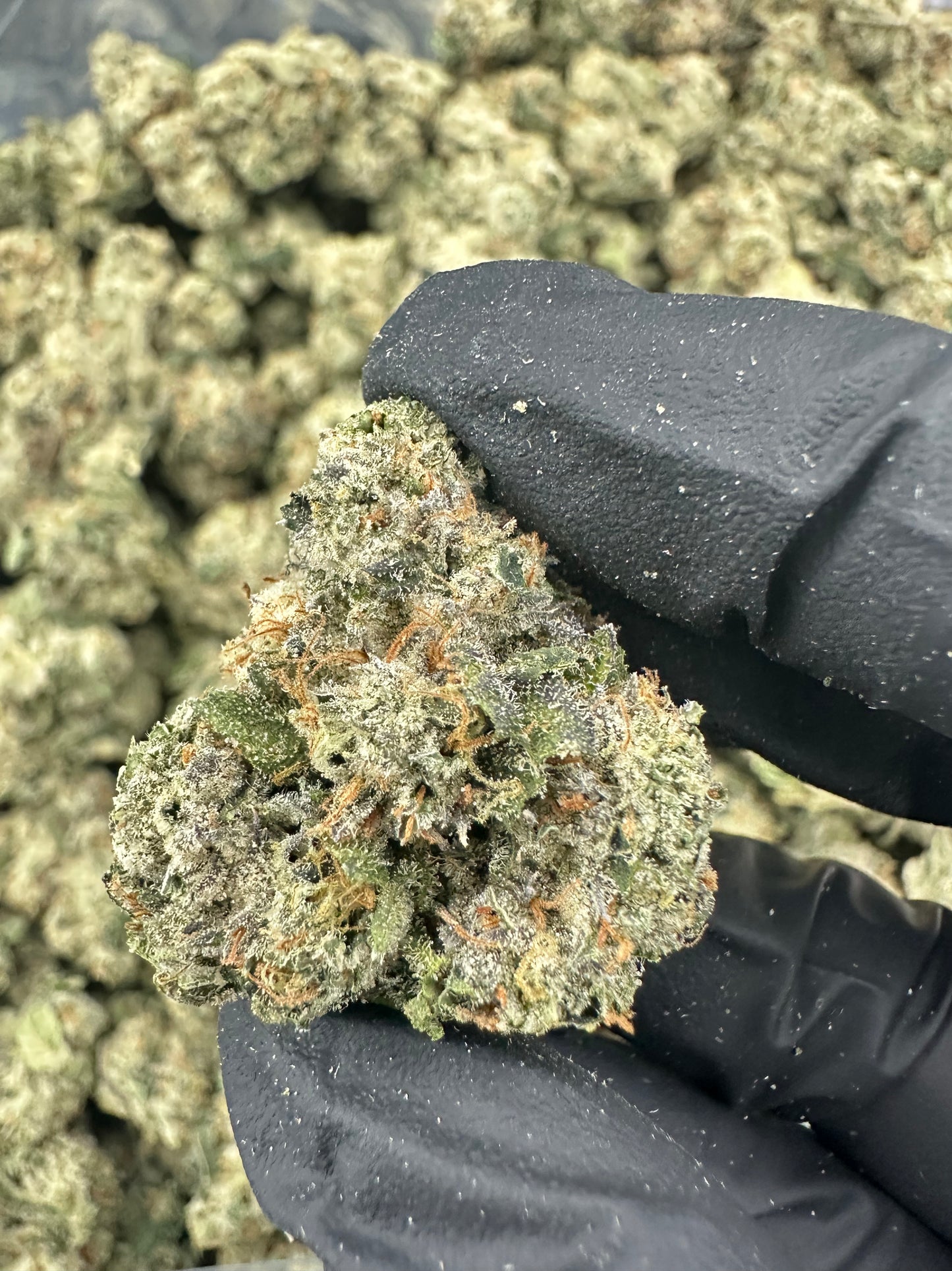 Larry OG THCA Flower (Exotic)