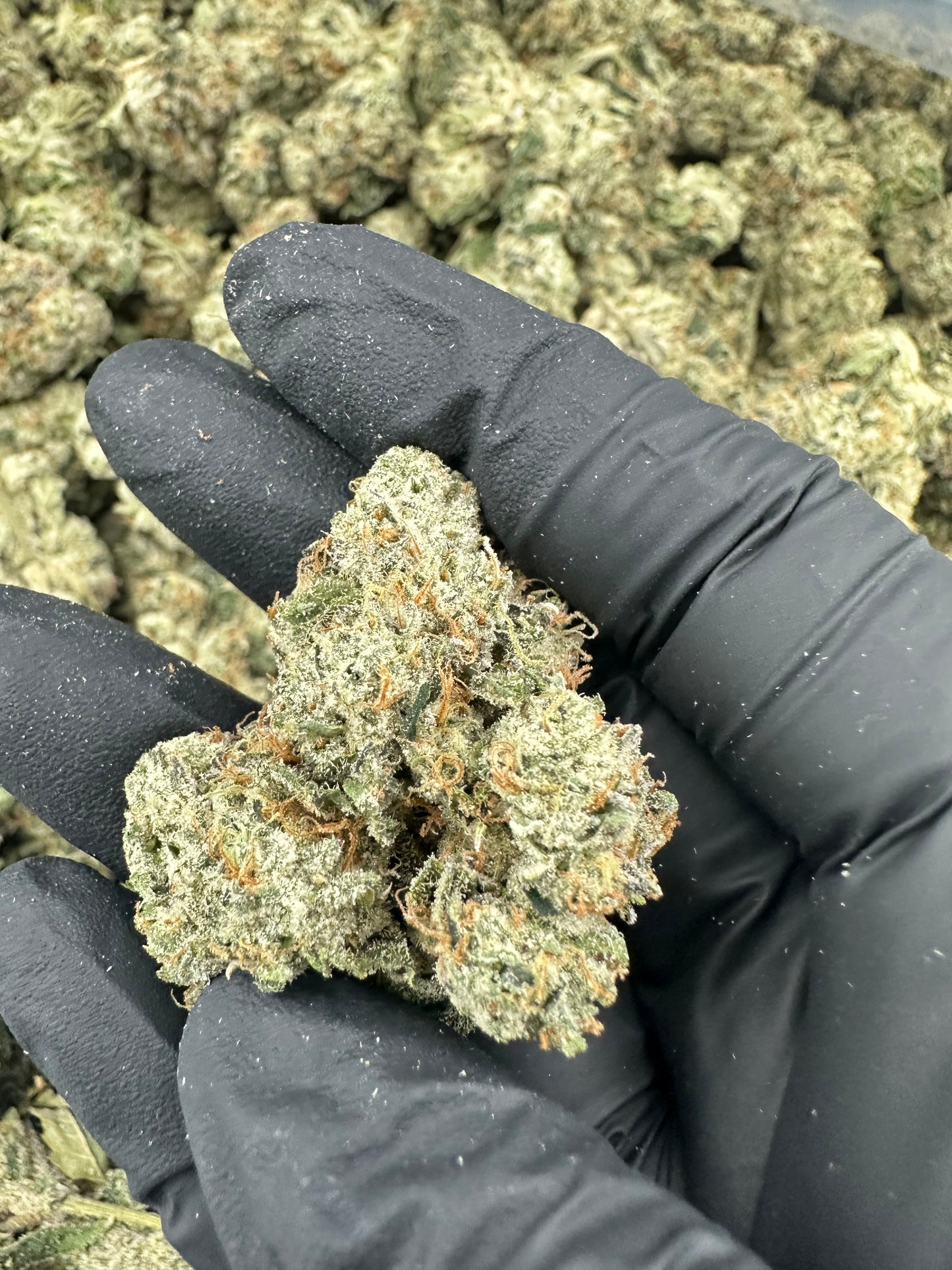 Larry OG THCA Flower (Exotic)