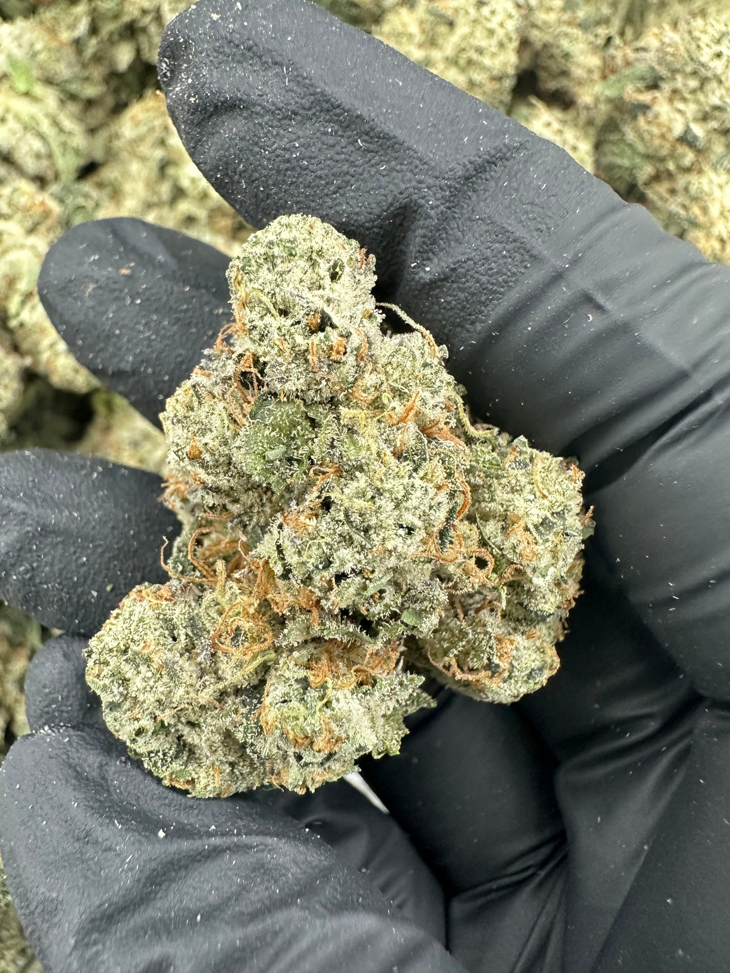 Larry OG THCA Flower (Exotic)