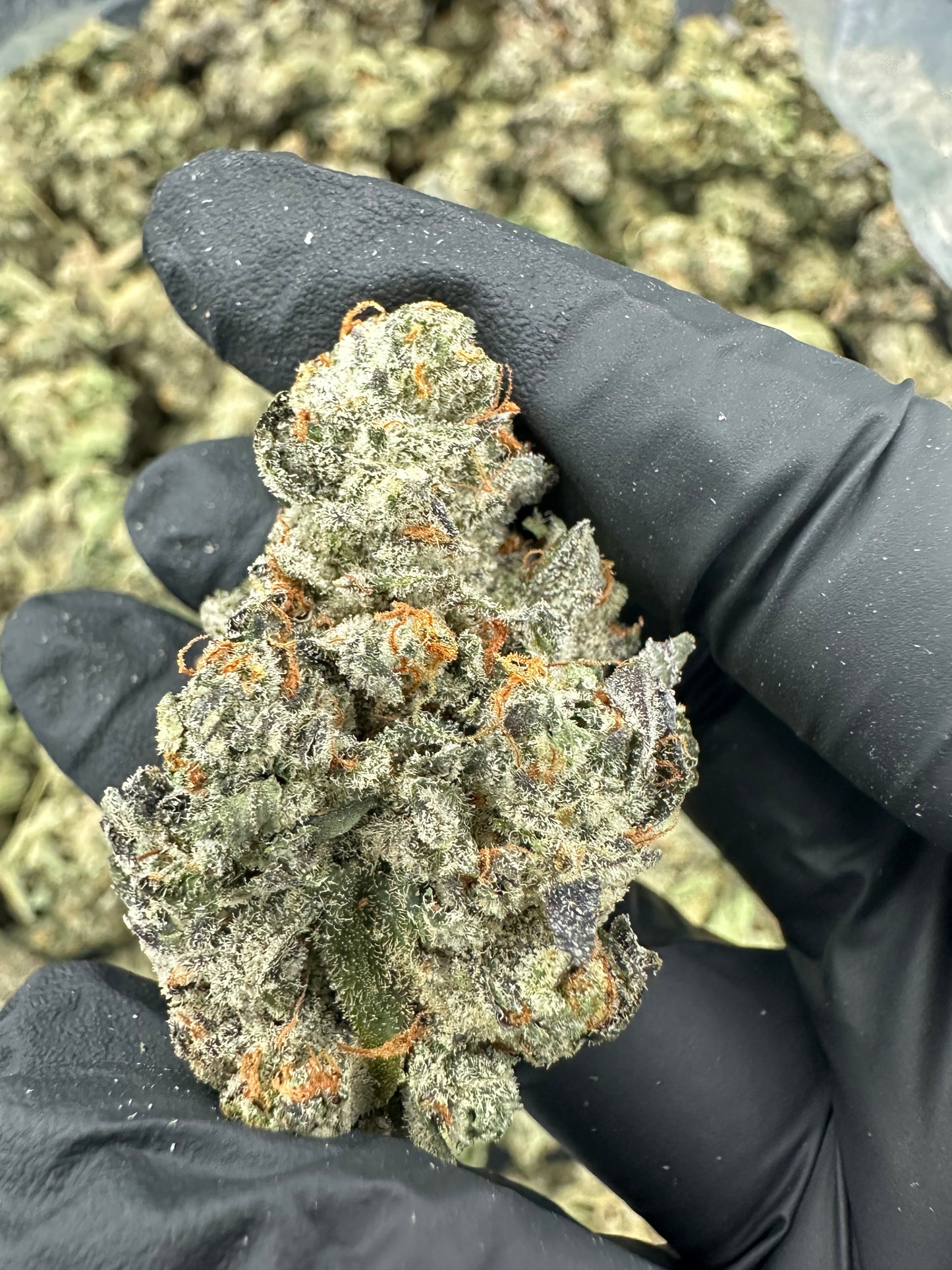 Bruce Banner THCA Flower (Premium)
