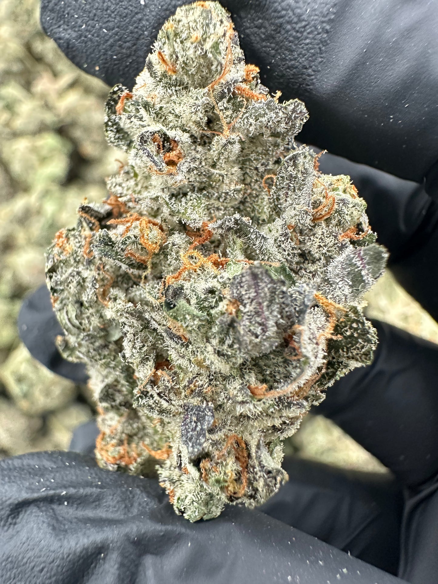 Bruce Banner THCA Flower (Premium)