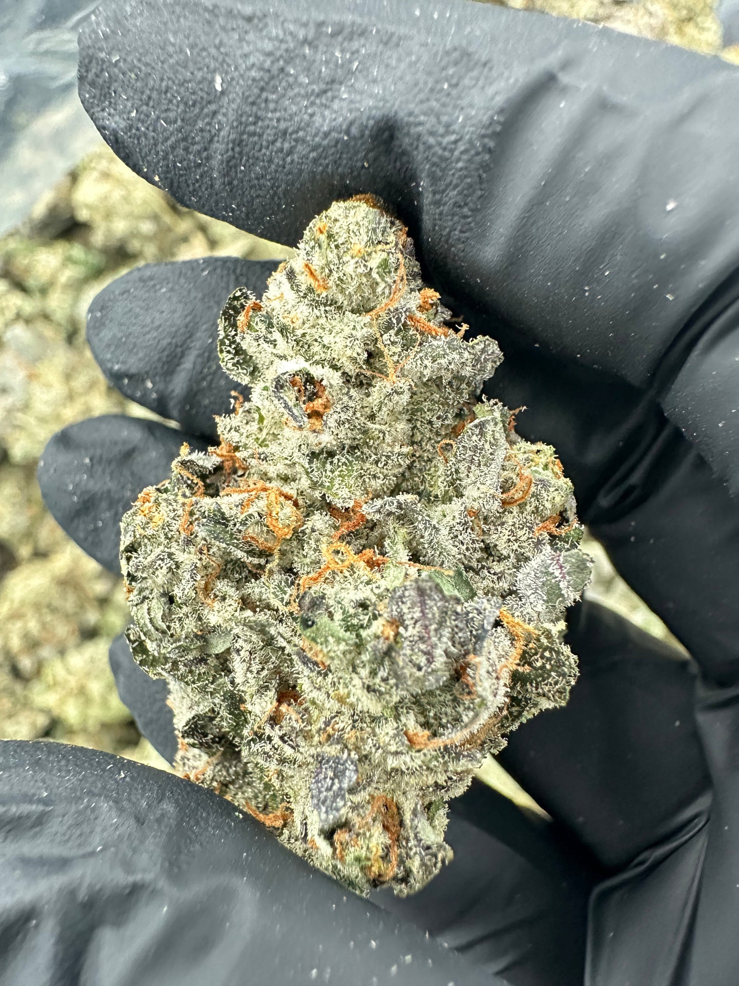 Bruce Banner THCA Flower (Premium)