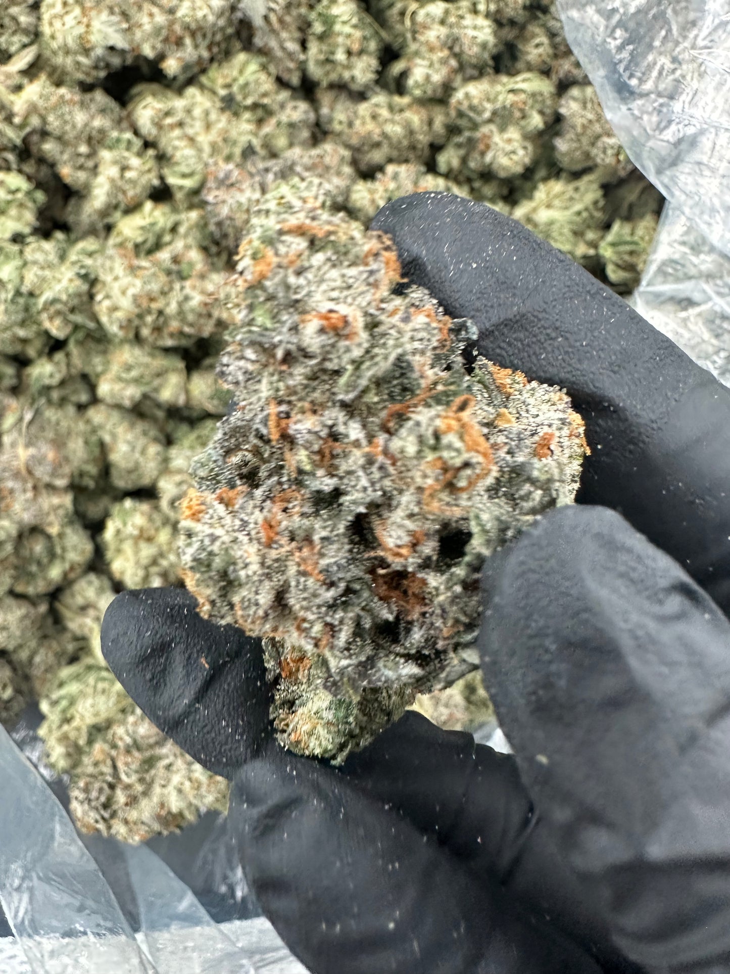 Bruce Banner THCA Flower (Premium)