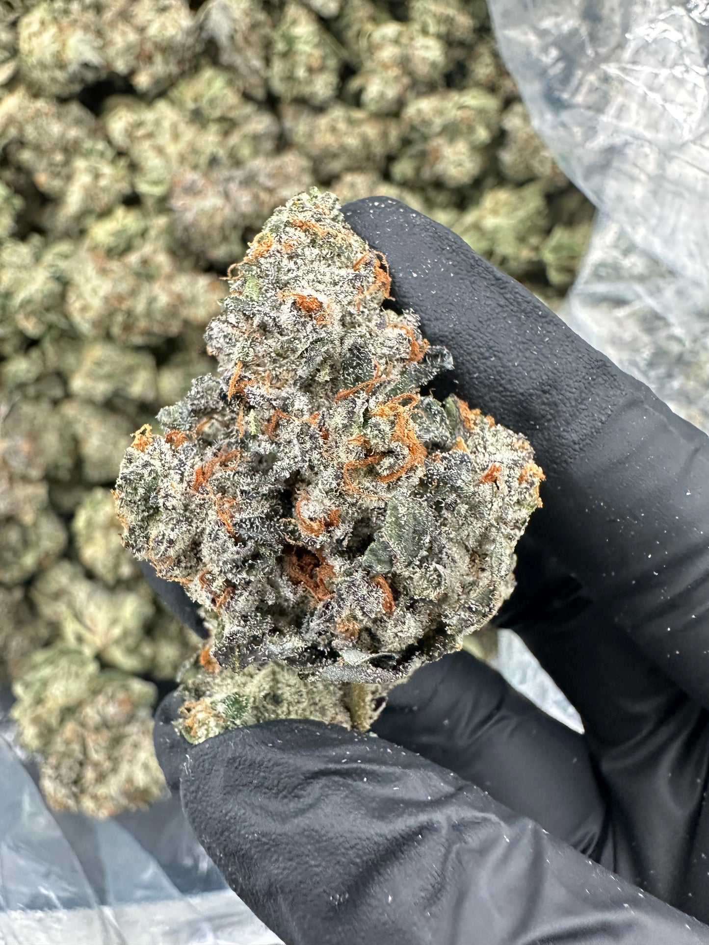 Bruce Banner THCA Flower (Premium)
