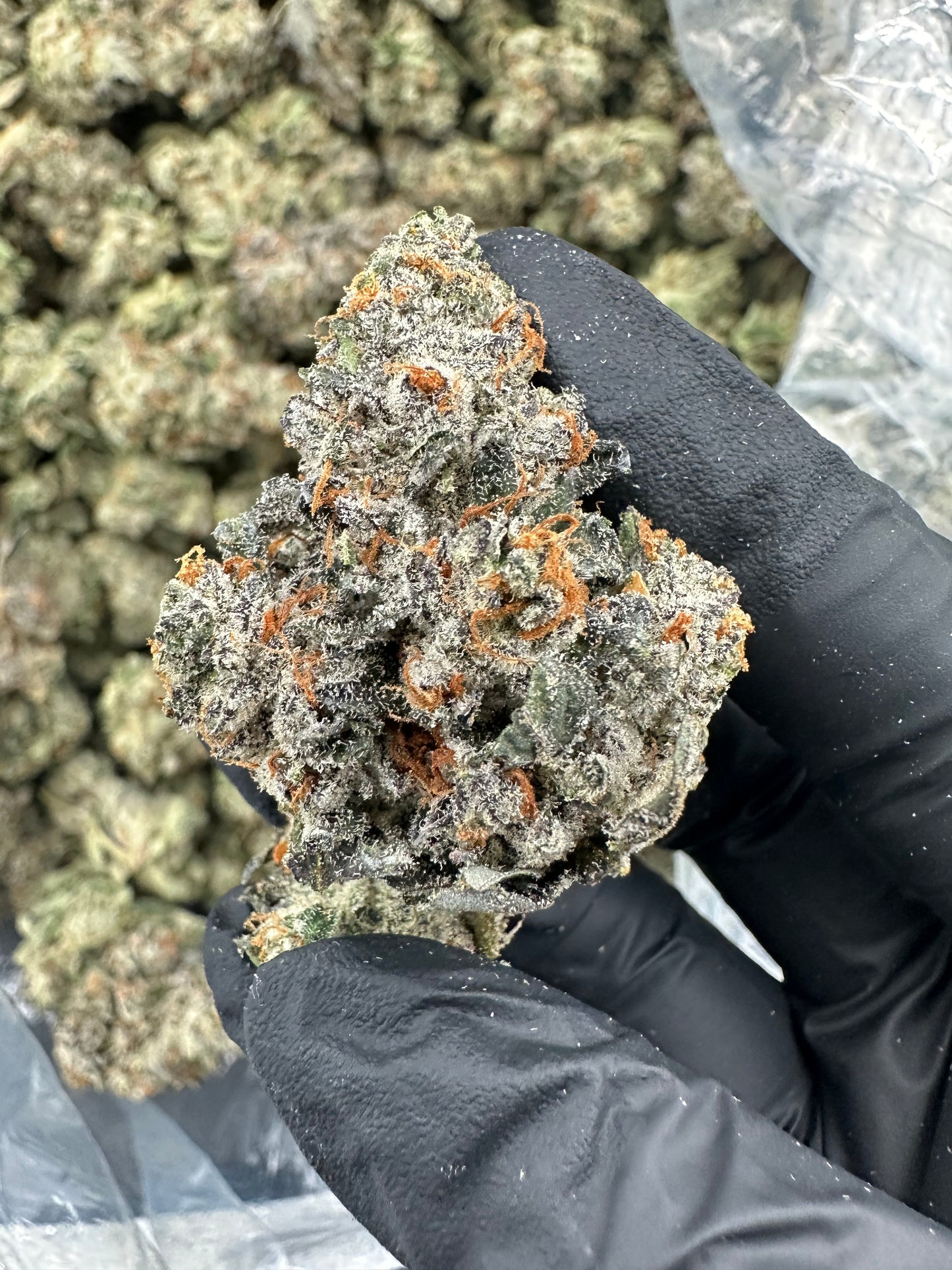 Bruce Banner THCA Flower (Premium)