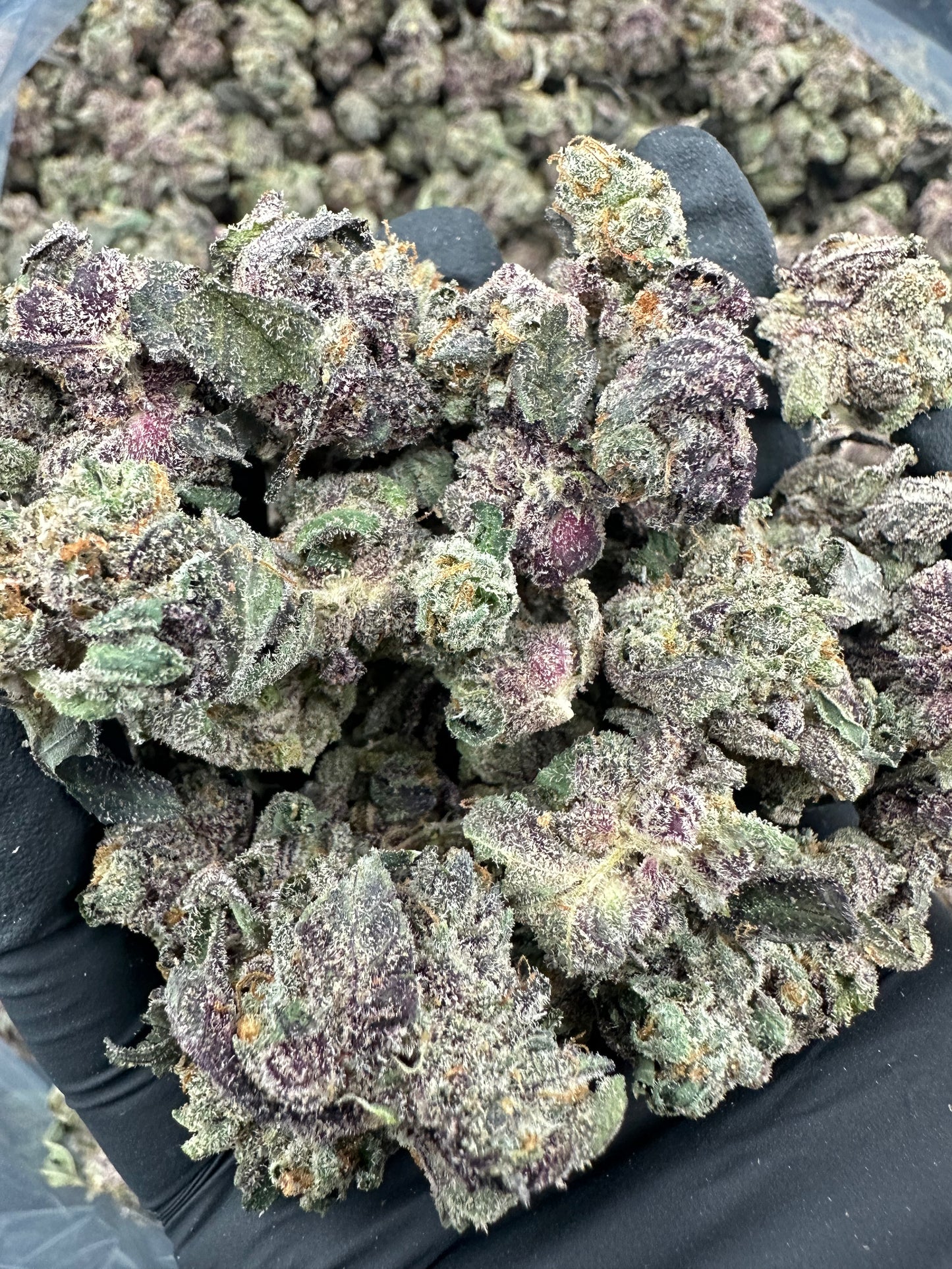 Gush Mintz THCA Flower (Budget)