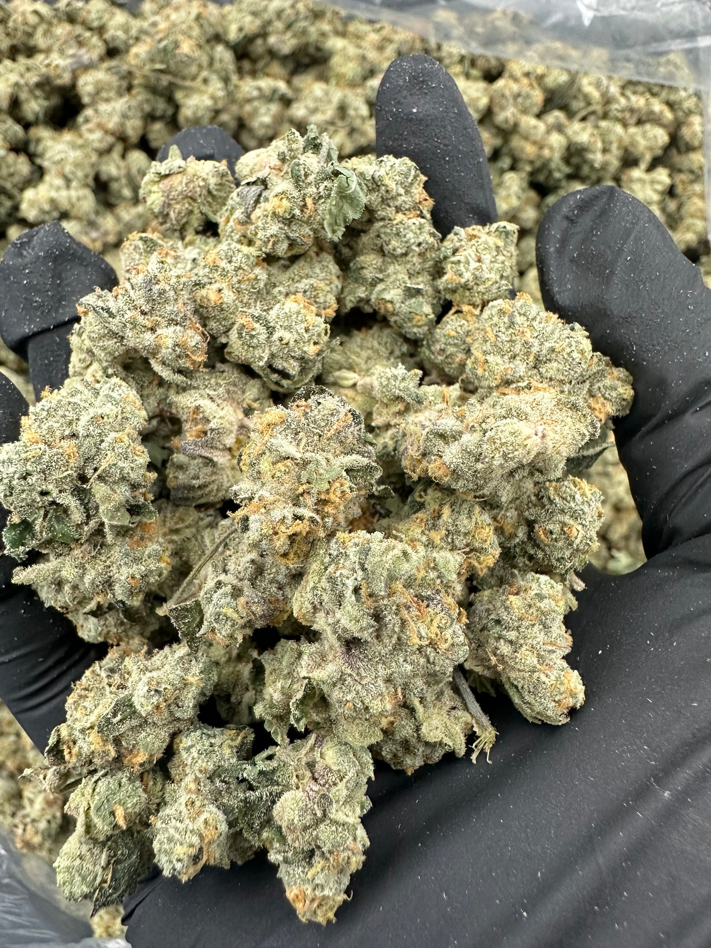 Georgia Pie THCA Flower (Budget)