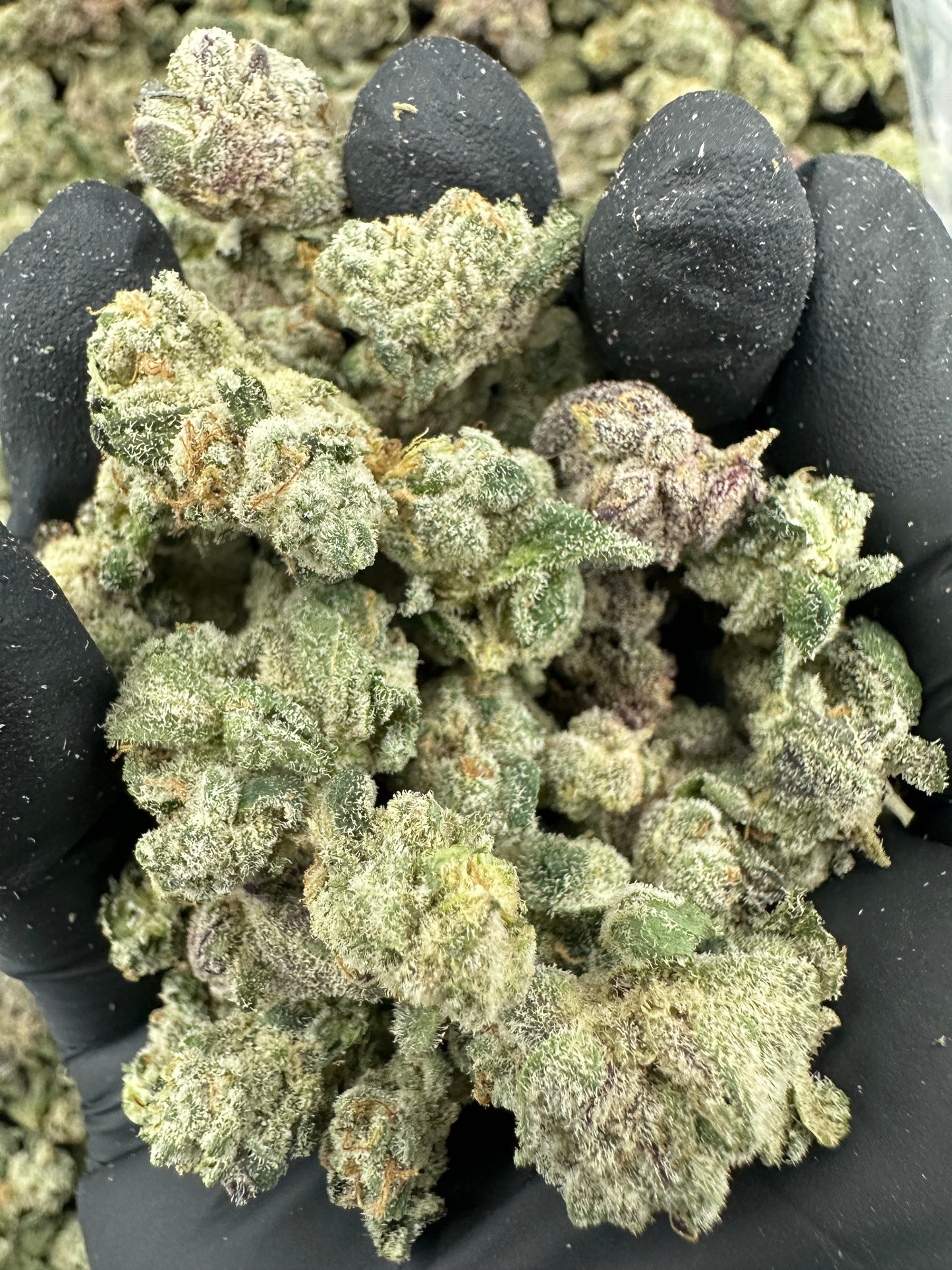 Cereal Milk THCA Flower (Budget)