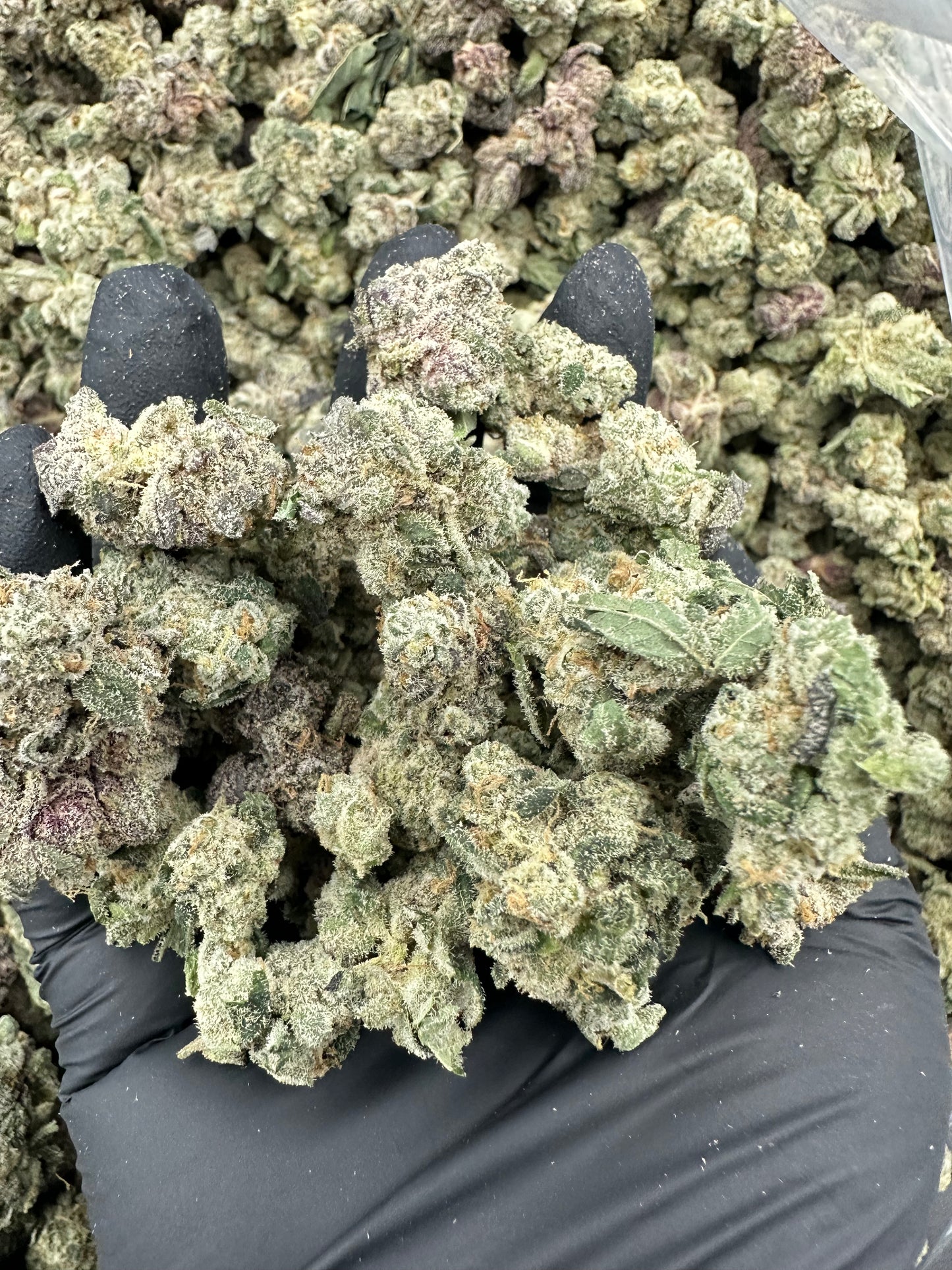 Cereal Milk THCA Flower (Budget)