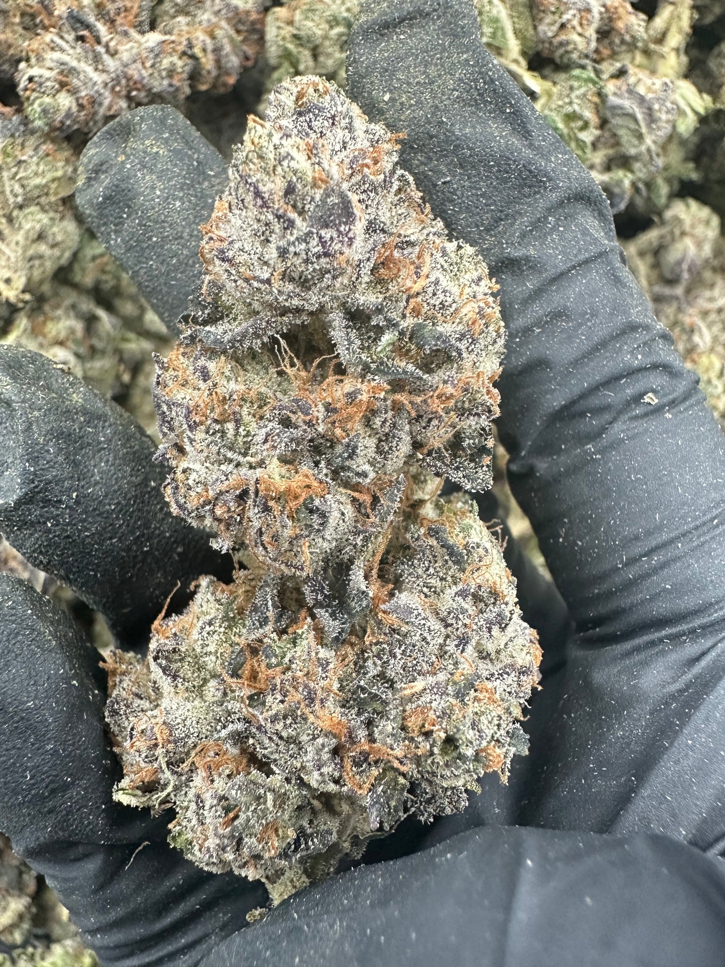 Blue Dream THCA Flower