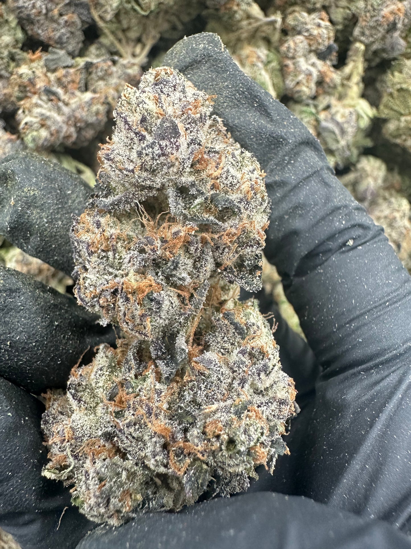 Blue Dream THCA Flower