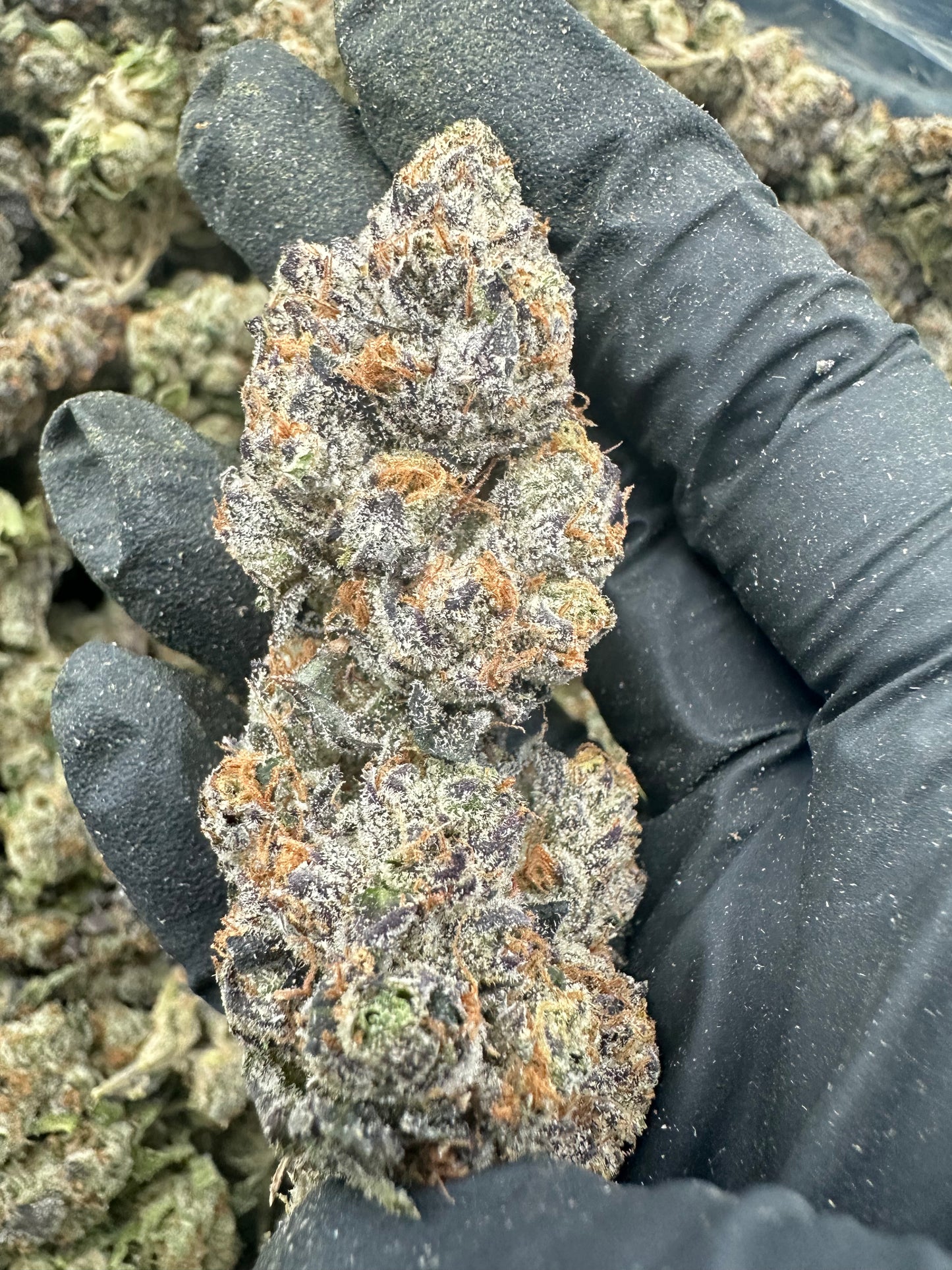 Blue Dream THCA Flower