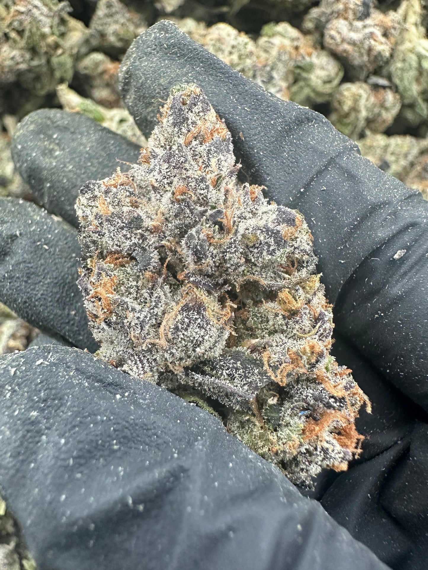 Blue Dream THCA Flower