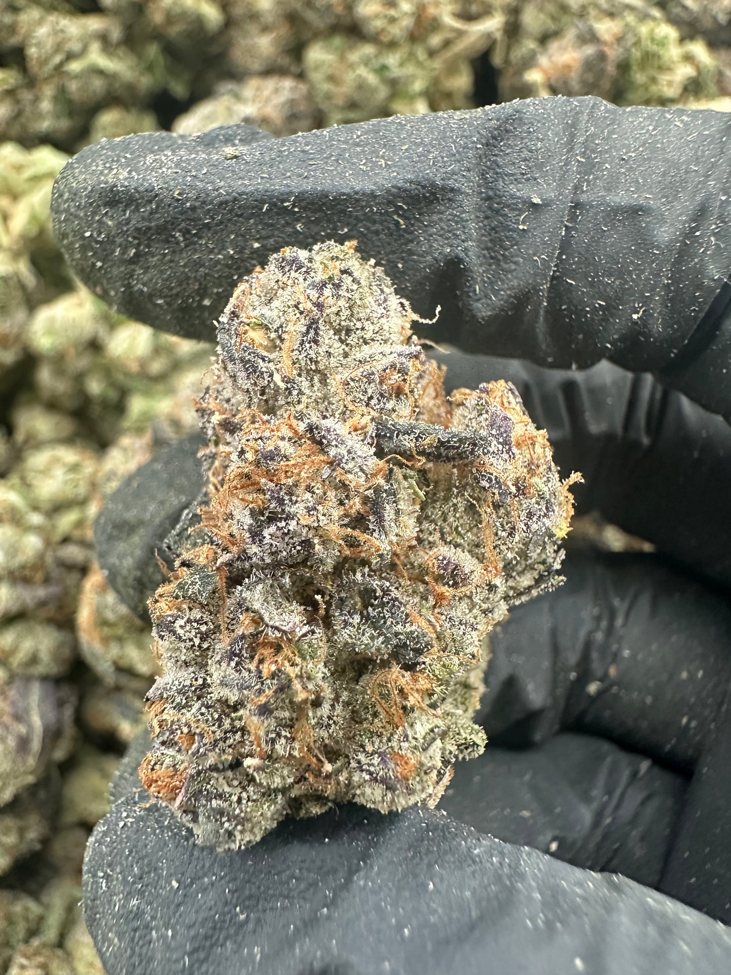 Blue Dream THCA Flower