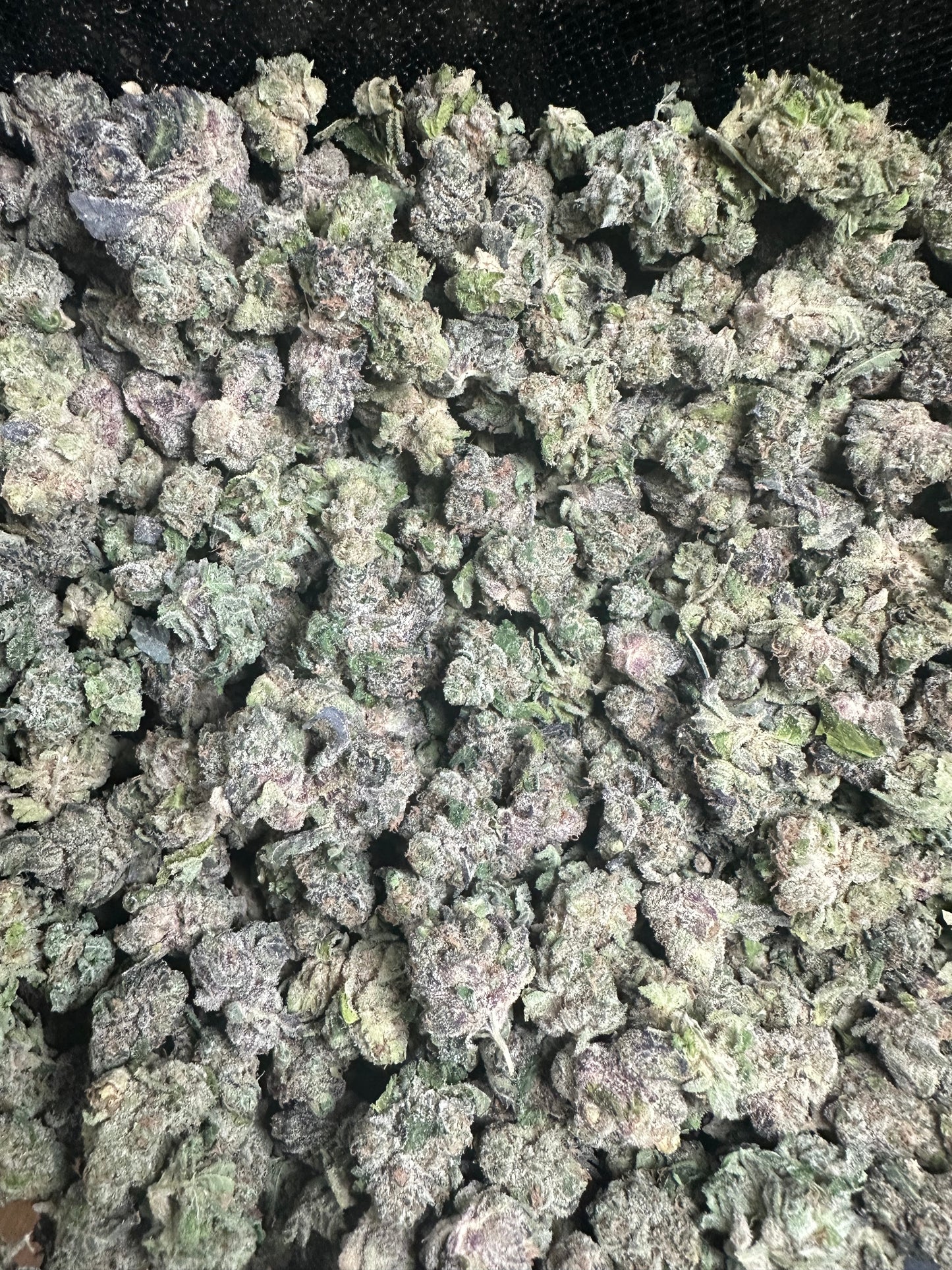 Purple Punch THCA Flower (Budget)
