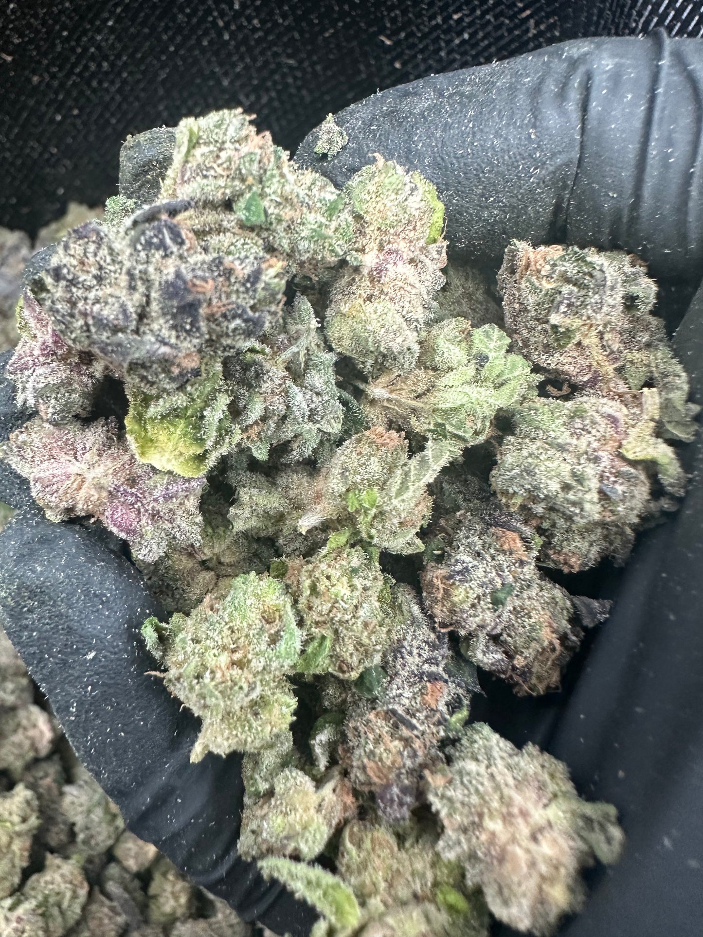 Purple Punch THCA Flower (Budget)