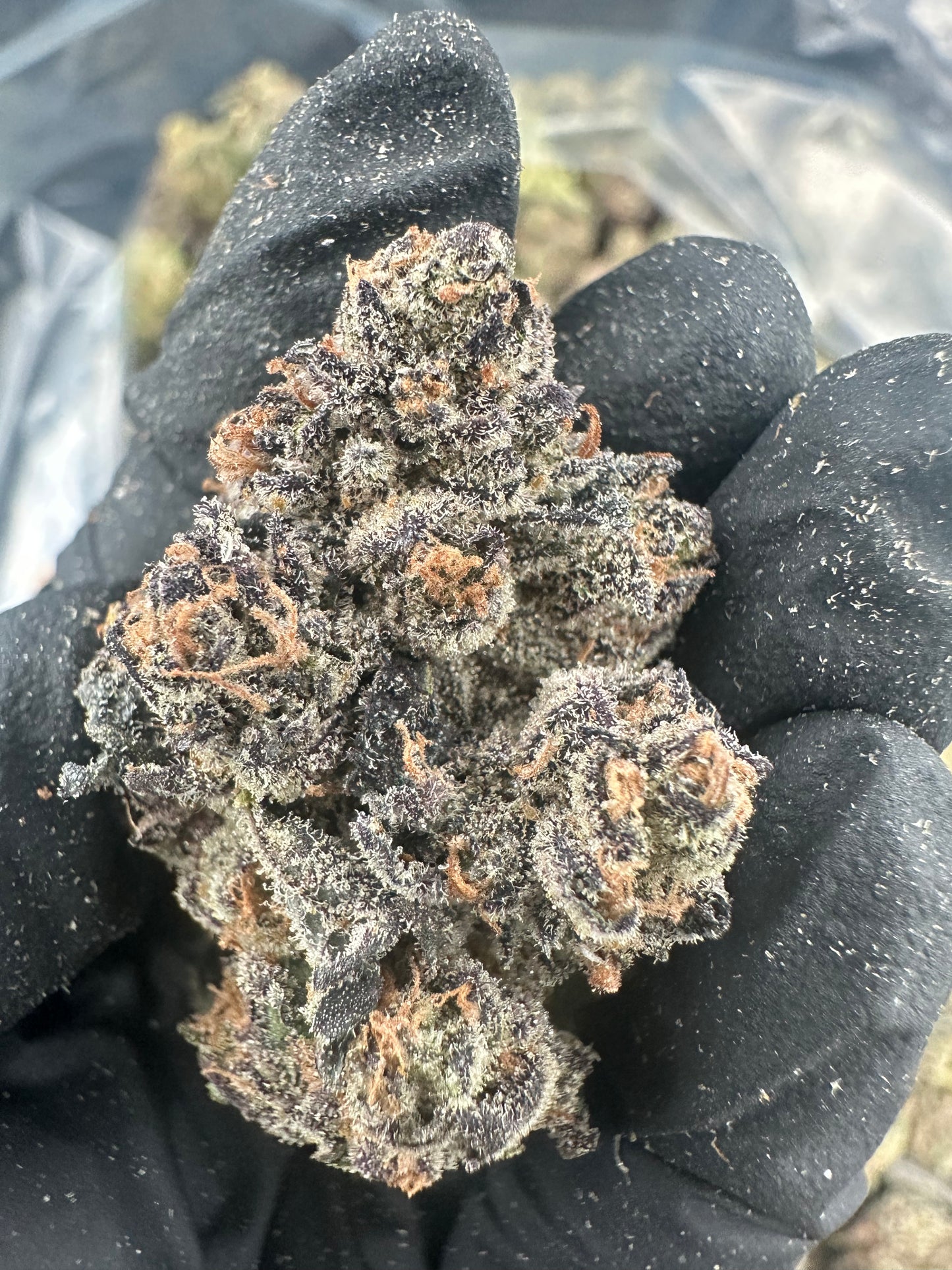 Granddaddy Purple THCA Flower (Exotic)