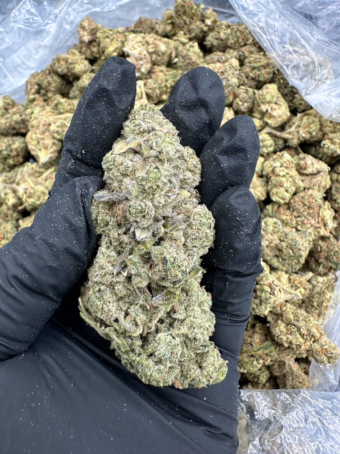 Jealousy THCA Flower