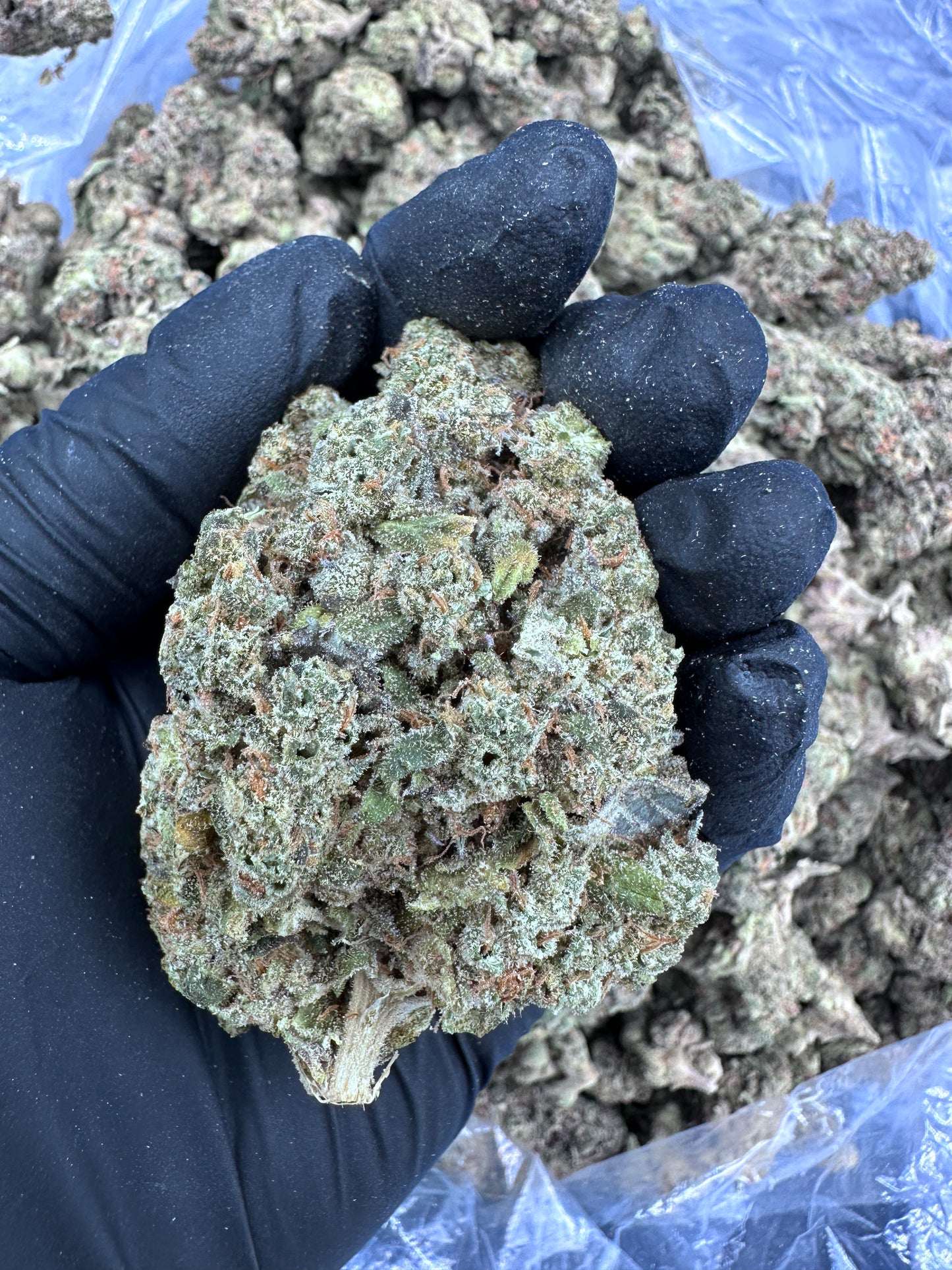 Apple Fritter THCA Flower