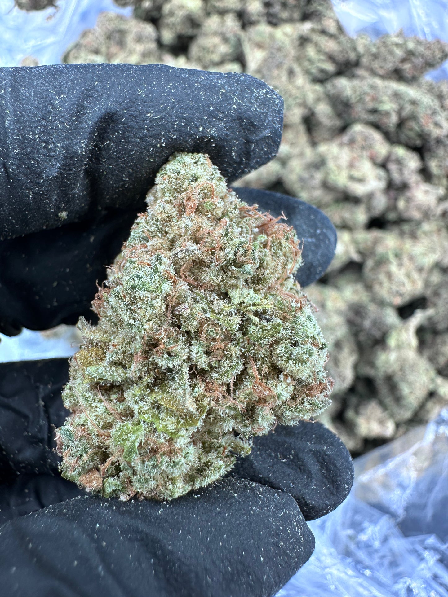 Sunset Sherbet THCA Flower