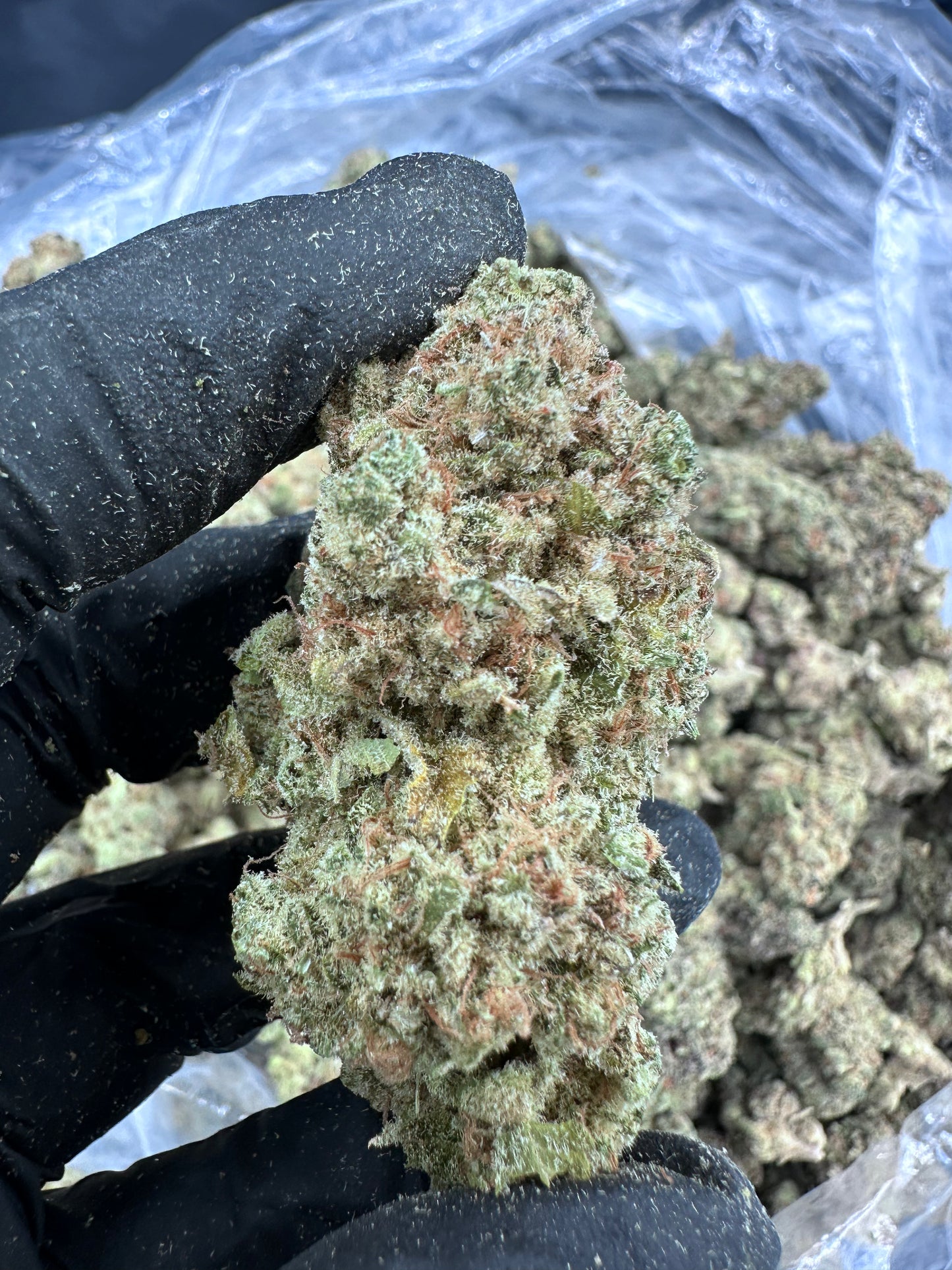 Sunset Sherbet THCA Flower