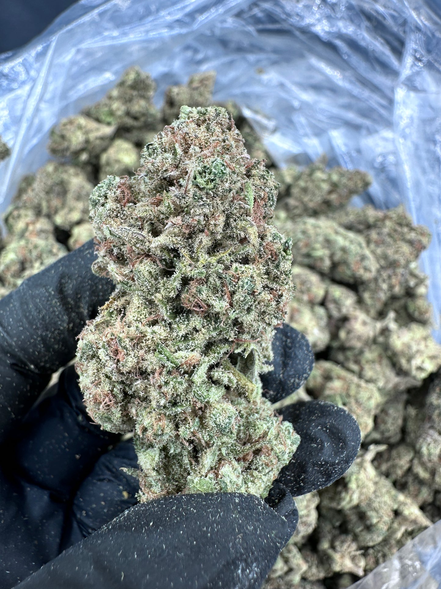 Sunset Sherbet THCA Flower