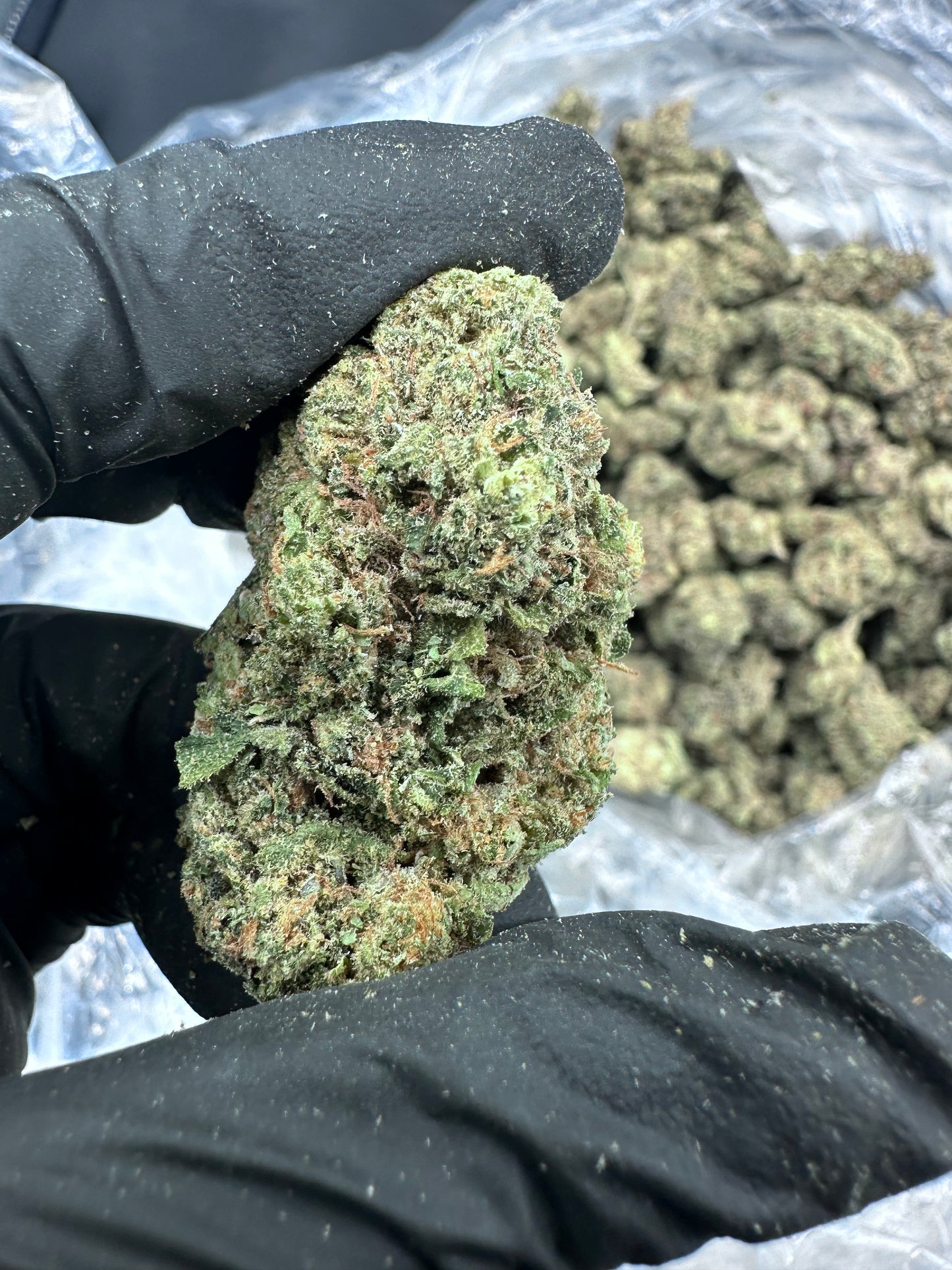 Girl Scout Cookies THCA Flower