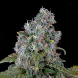 🎁 Ice Cream Cake Seeds (100% off)
