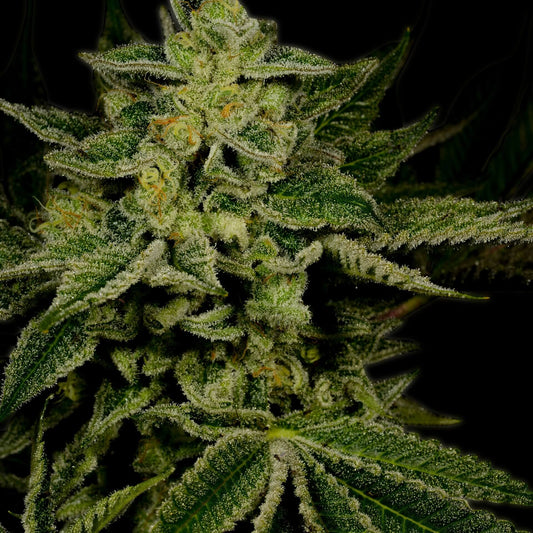 Jack Herer Feminized Cannabis Plant