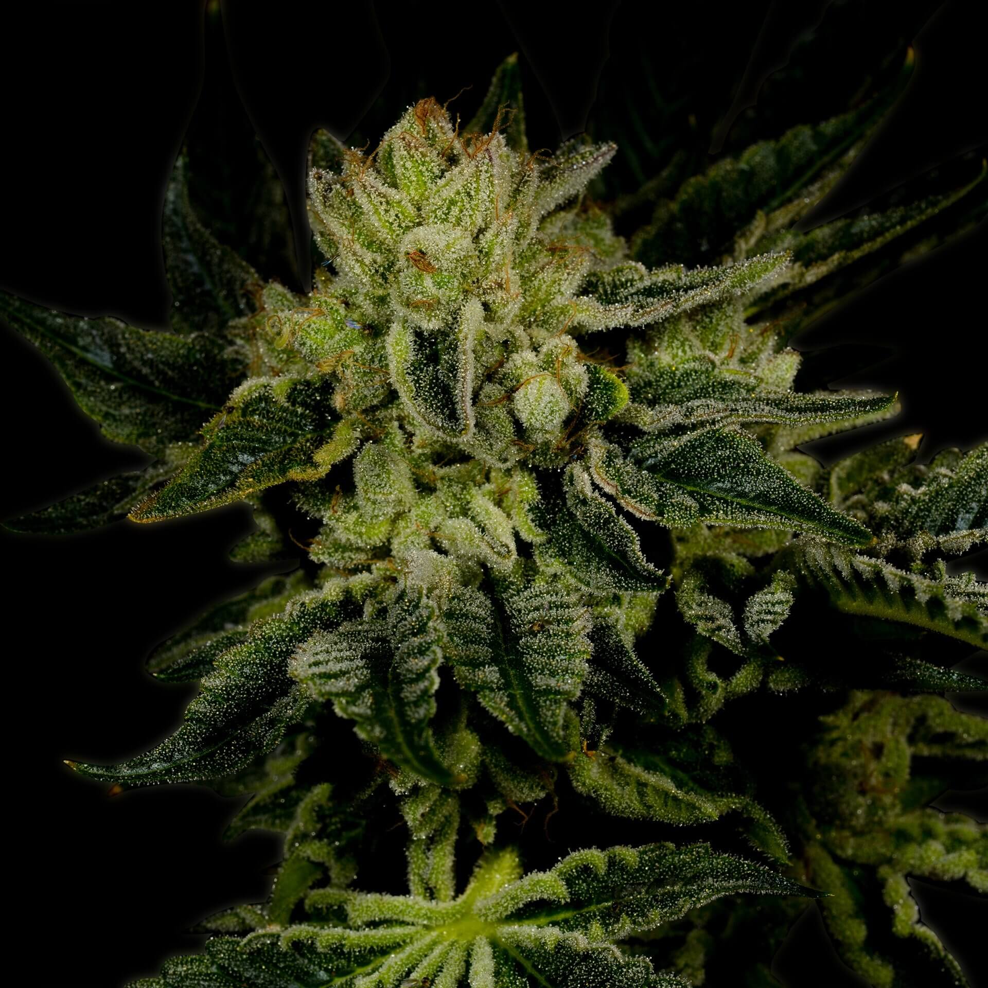 Close-up of the Jillybean cannabis strain, featuring dense green buds with a citrusy, tangy, and sweet flavor profile.
