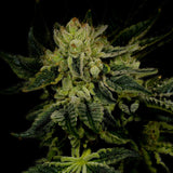 🎁 Jillybean Seeds (100% off)