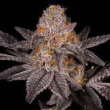 🎁 Jokerz Seeds (100% off)