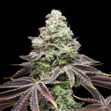 🎁 Khalifa Kush Seeds (100% off)