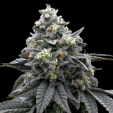 🎁 Khalifa Mints Seeds (100% off)