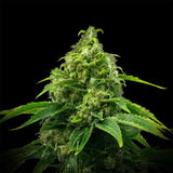 🎁 Kimbo Kush Seeds (100% off)