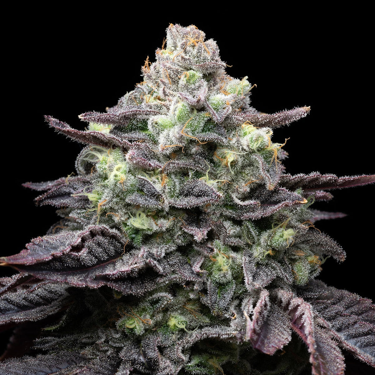 🎁 Kush Mints Seeds (100% off)
